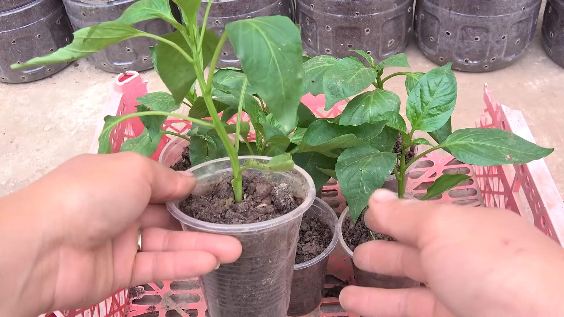 Paprika Anbau Plastikflaschen