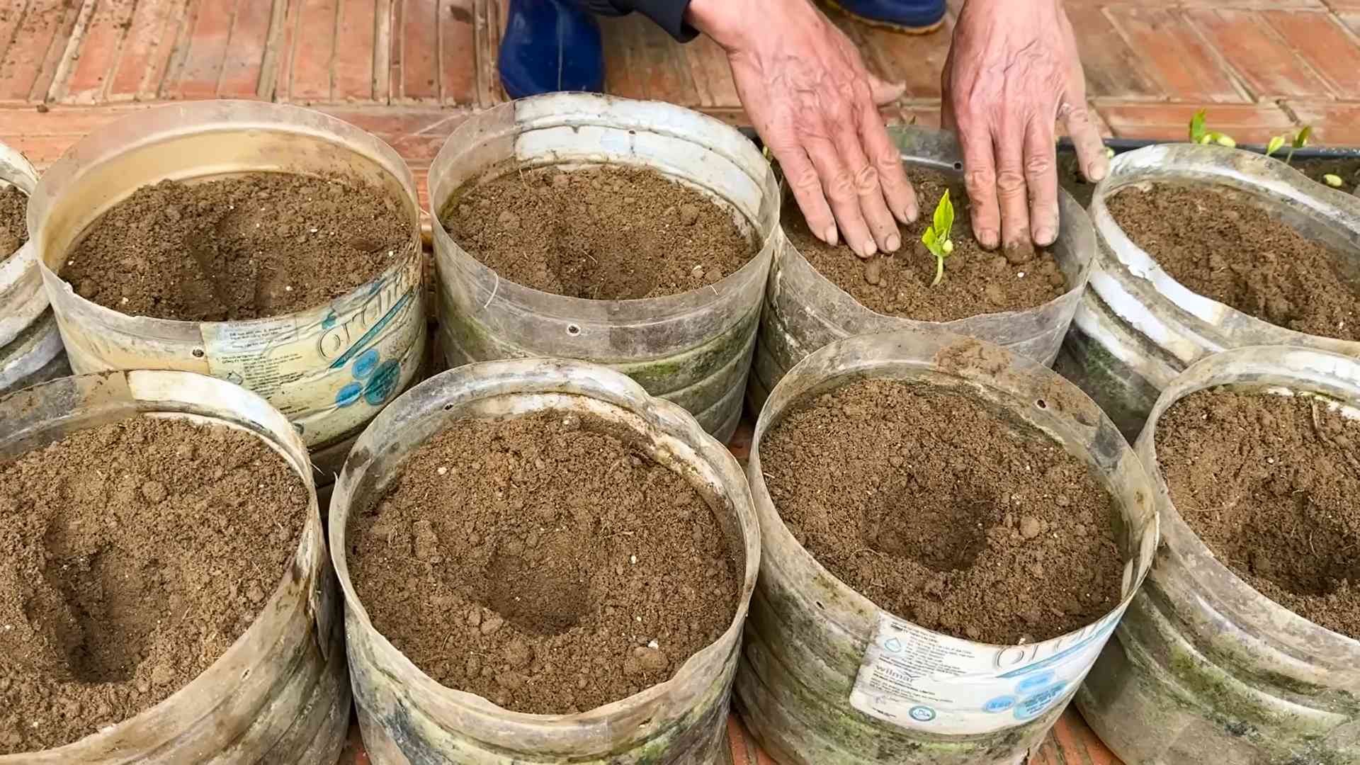 Vernachlässigte Bohnen retten