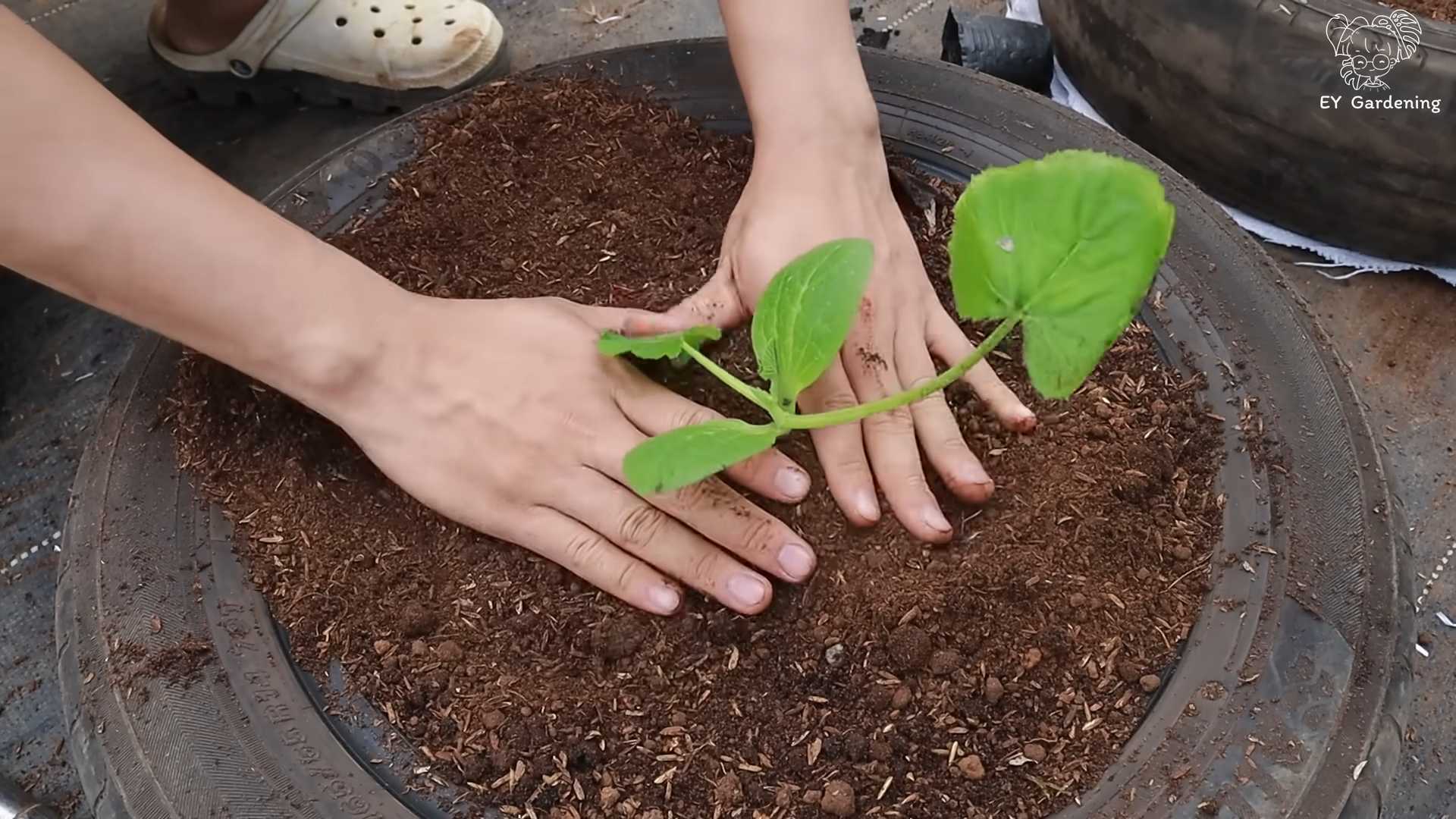 Zucchini Anbau im Reifen