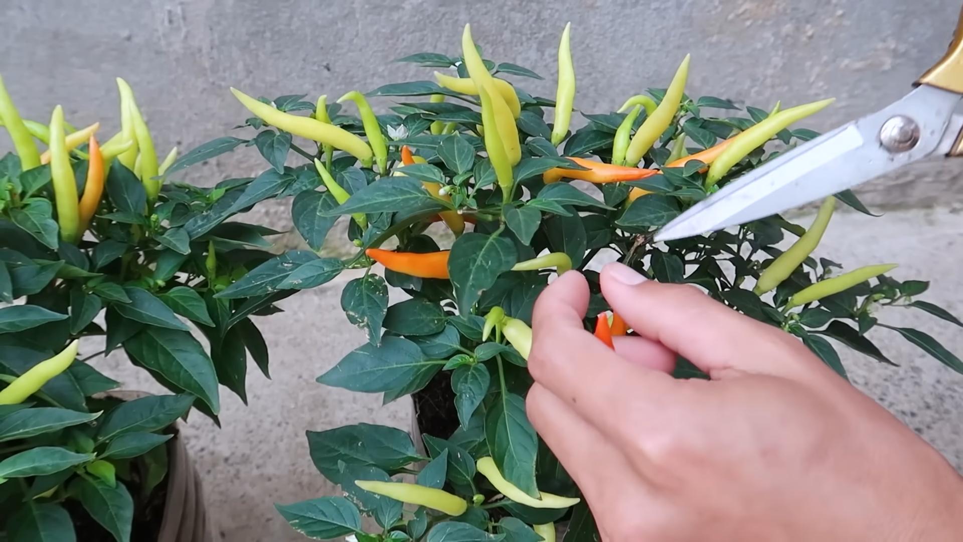 Paprika Anbau ohne Wasser