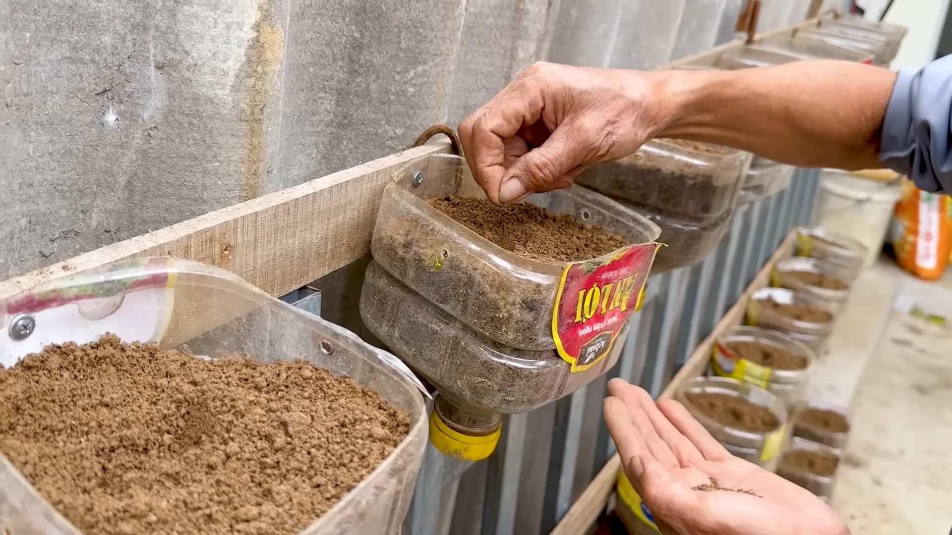 Kohl in Plastikflaschen anbauen
