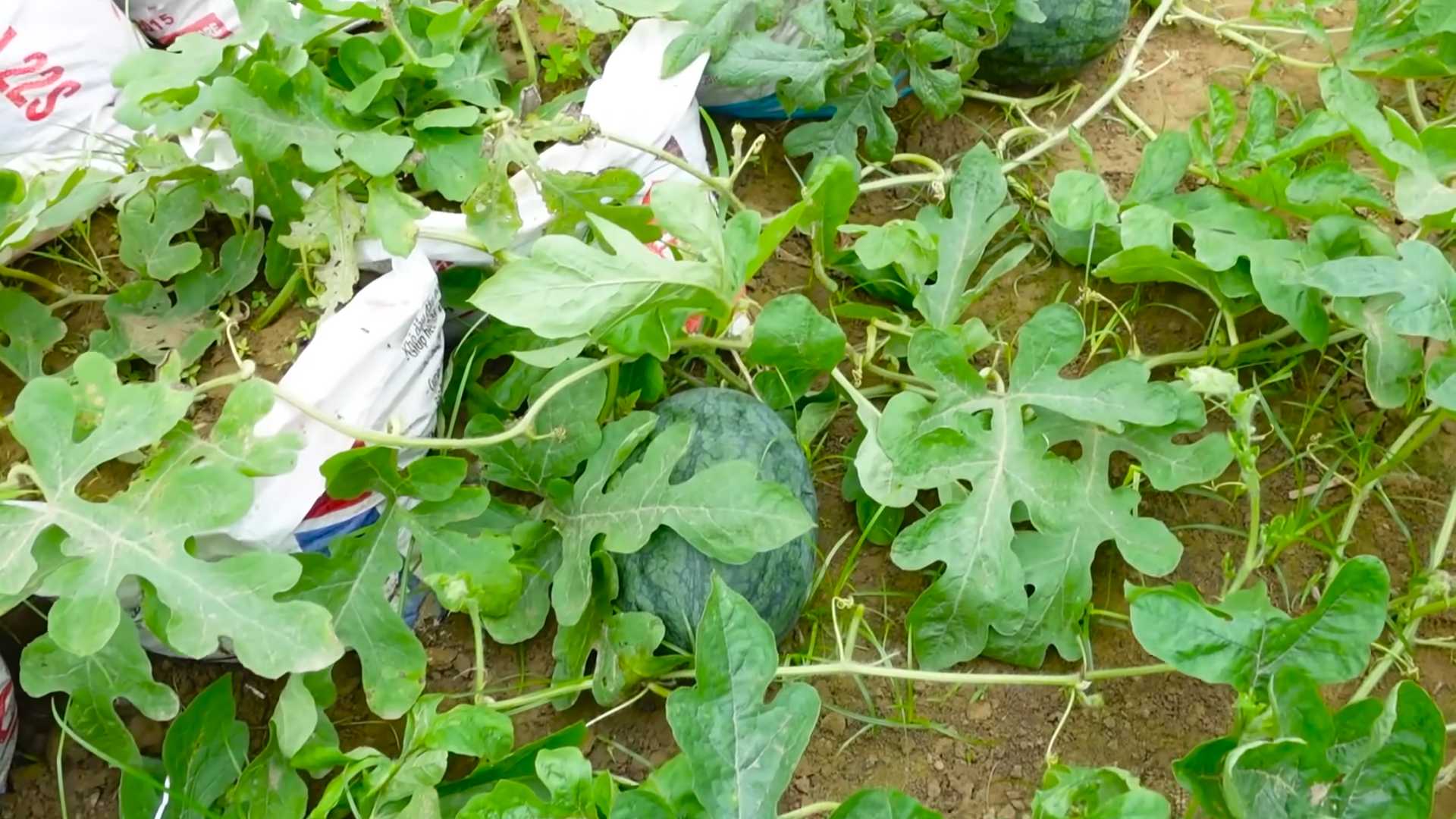 Wassermelonen einfach zu Hause anbauen