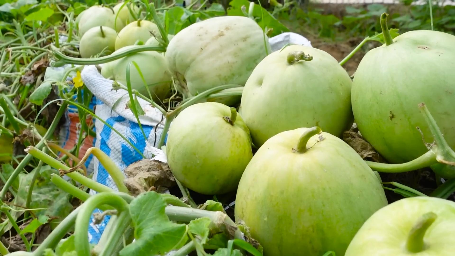 Melonen Anbau im Pflanzsack