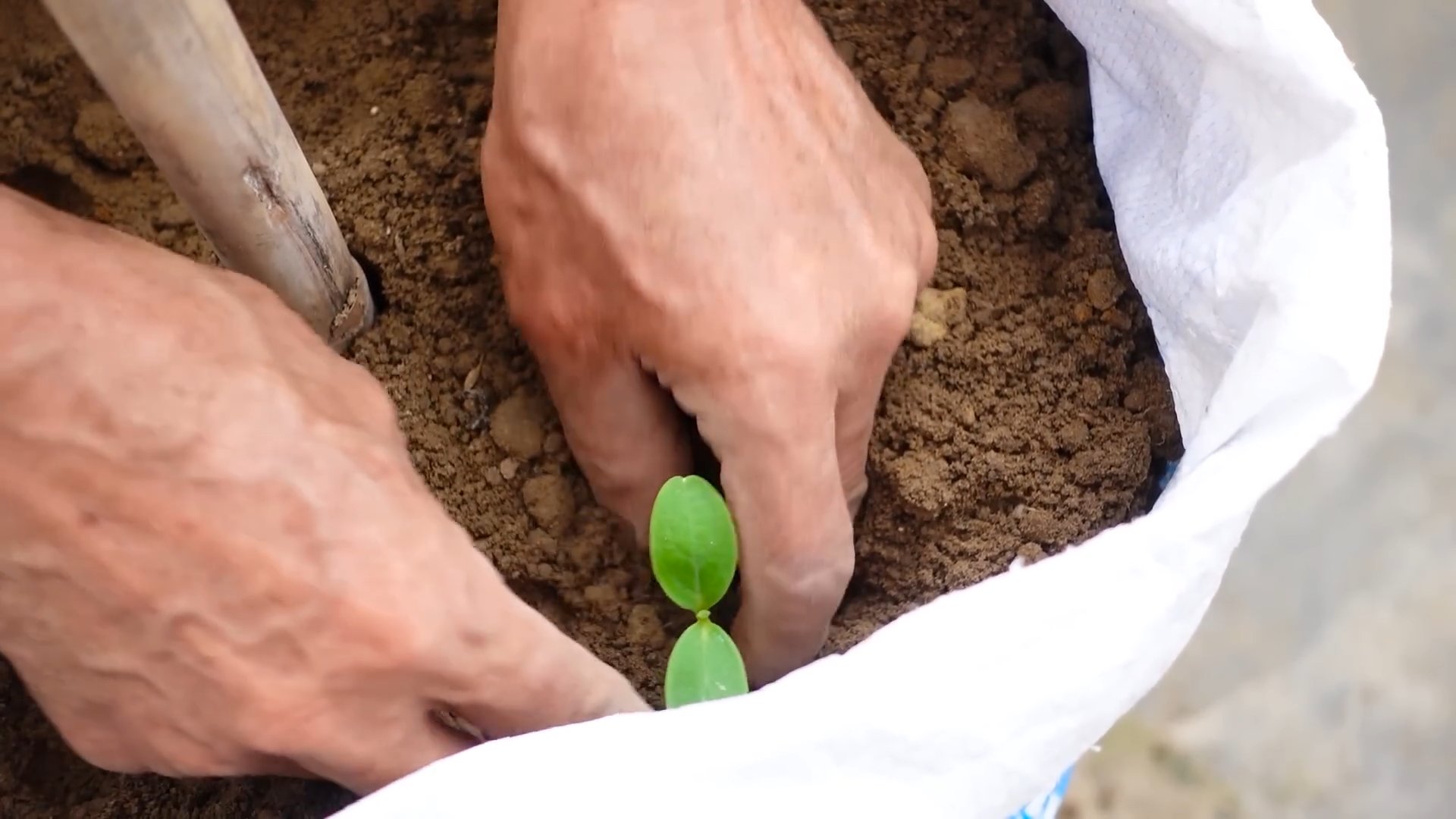 Wassermelone anbauen ohne Garten