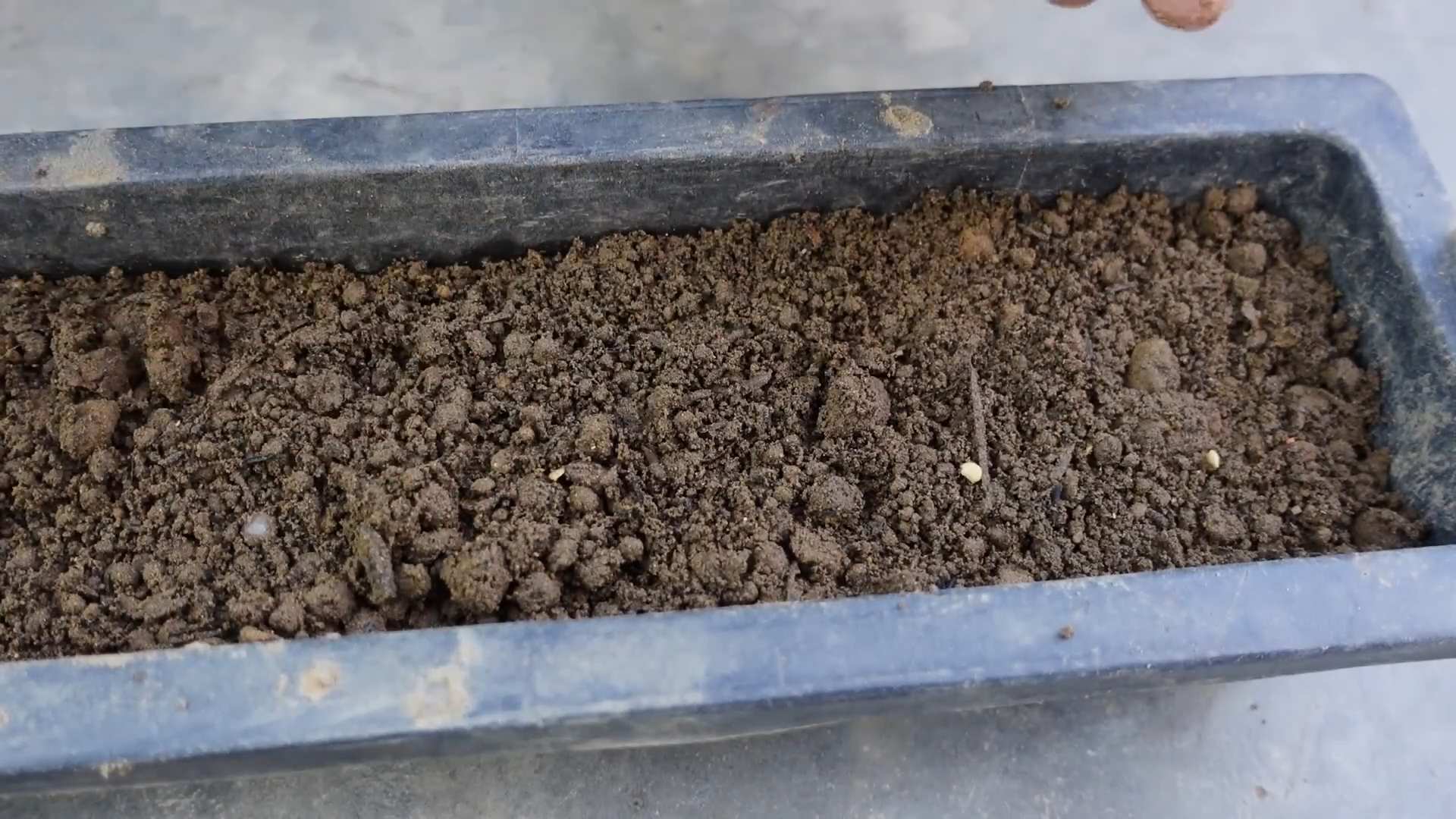 Chili Anbau Balkon Tipps