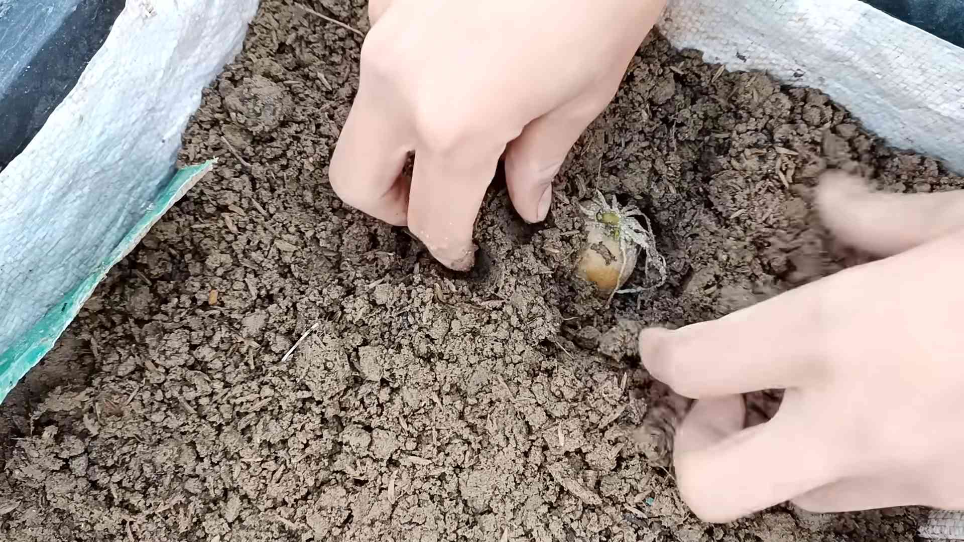 Kartoffeln auf Terrasse anbauen