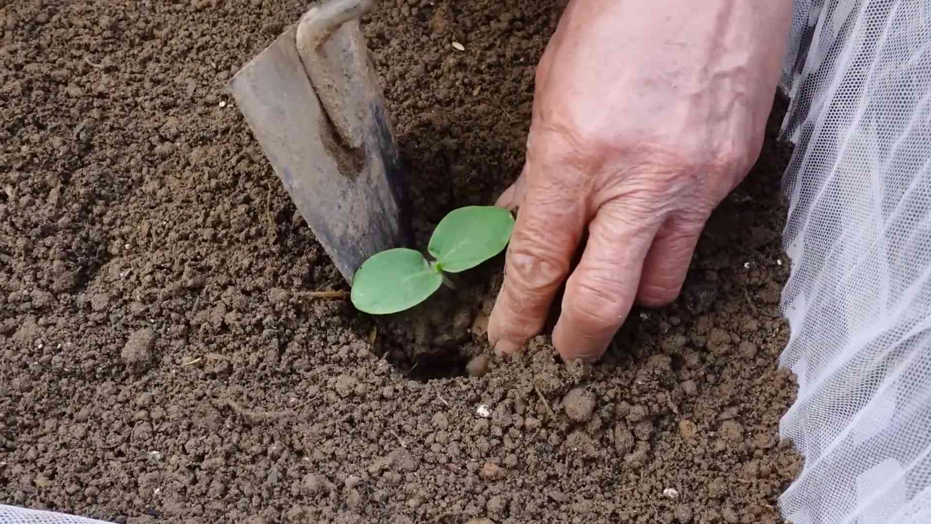Flaschenkürbis Anbau Einfache Anleitung