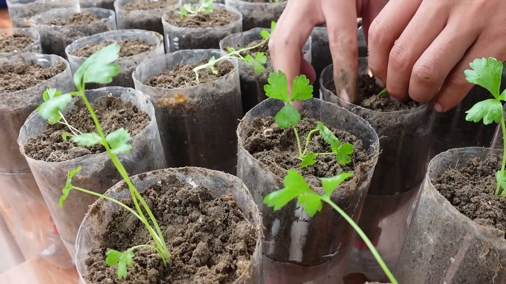 Sellerie in Plastikflaschen anbauen