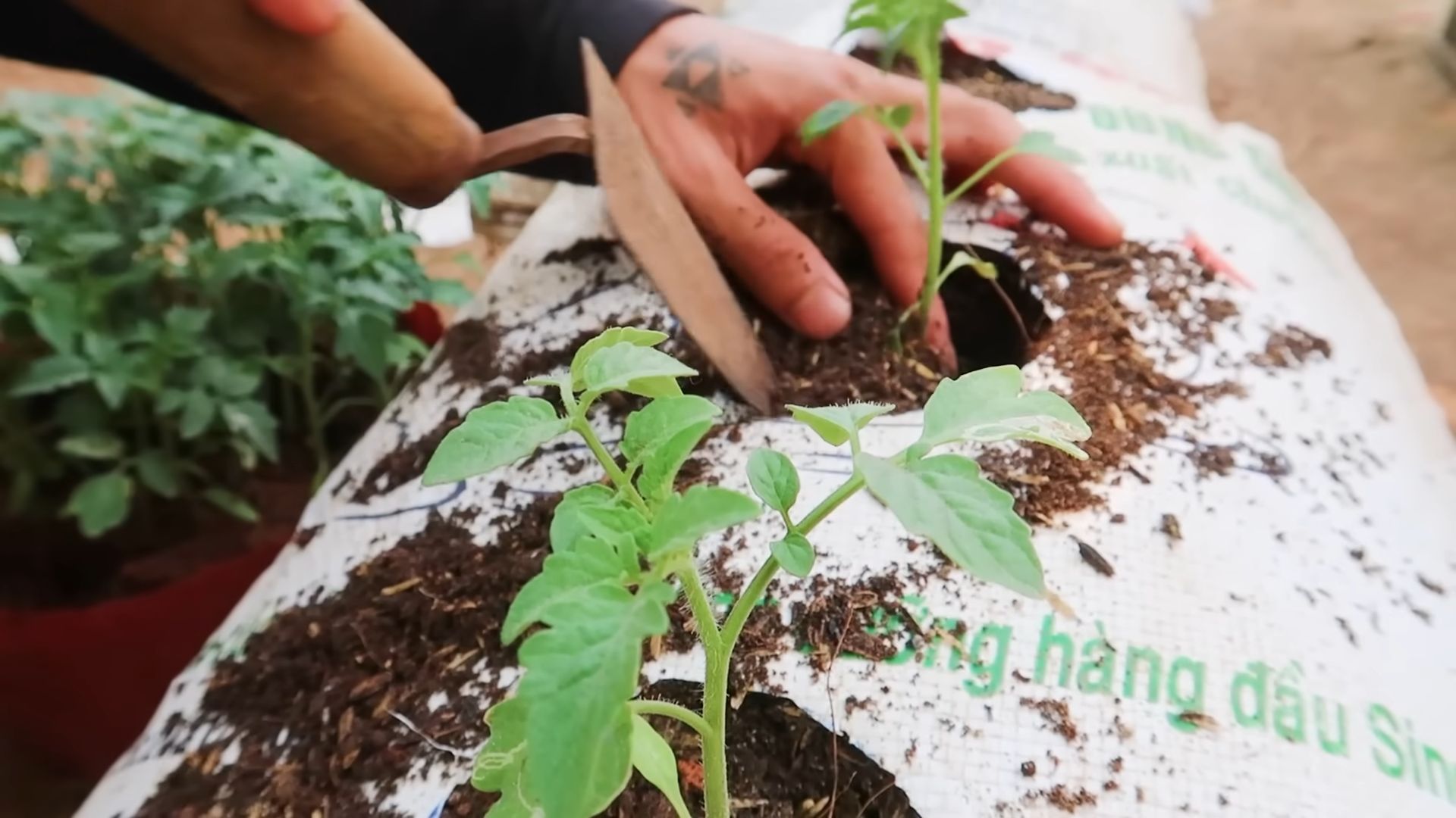 Tomatenanbau nie wieder kaufen