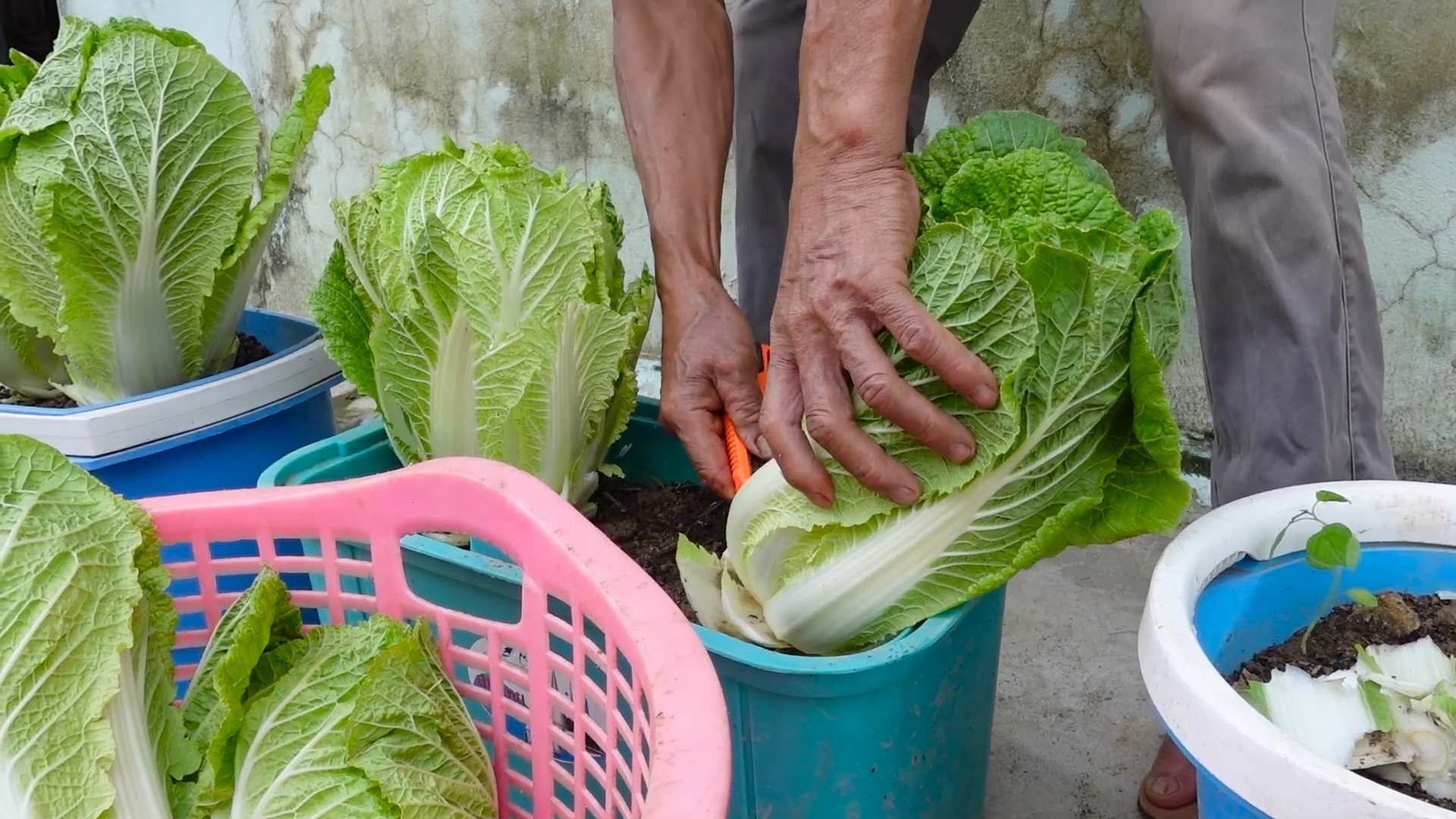 Kohl Anbau Tricks für hohe Erträge
