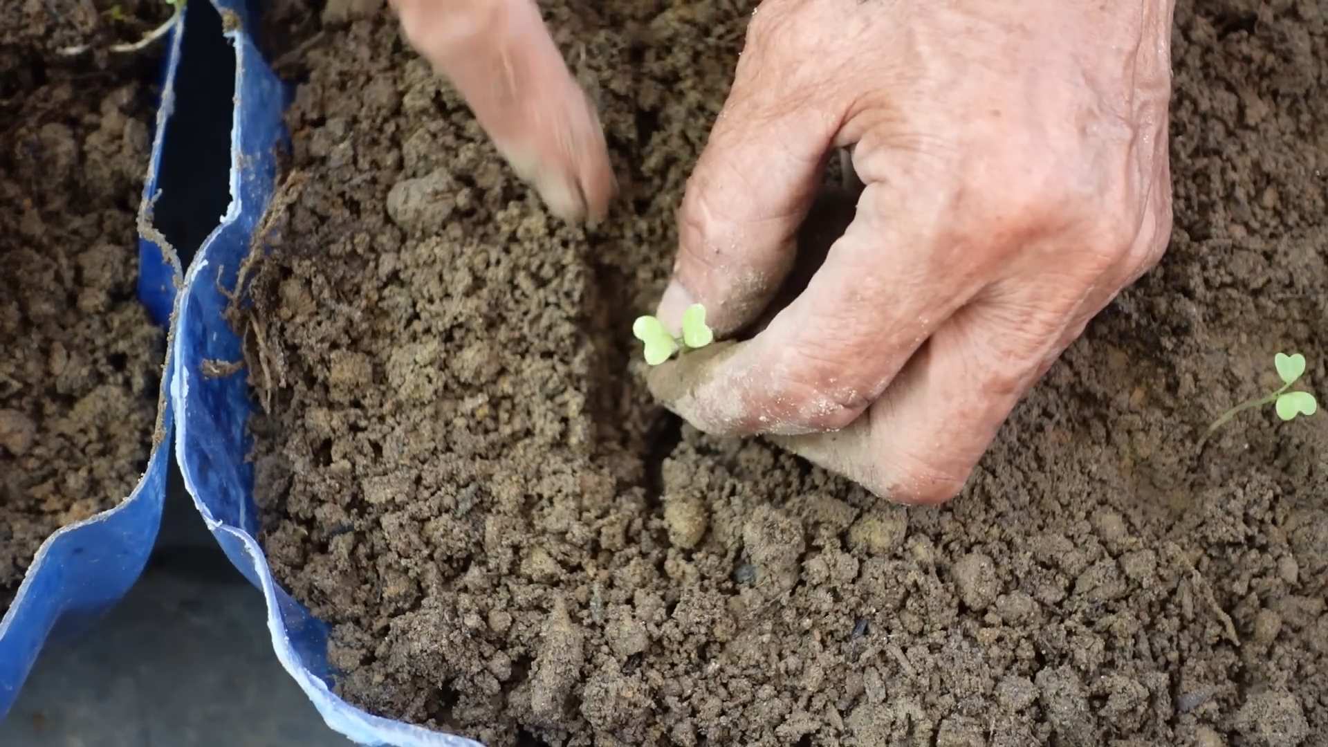 Gemüseanbau mit Plastikflaschen