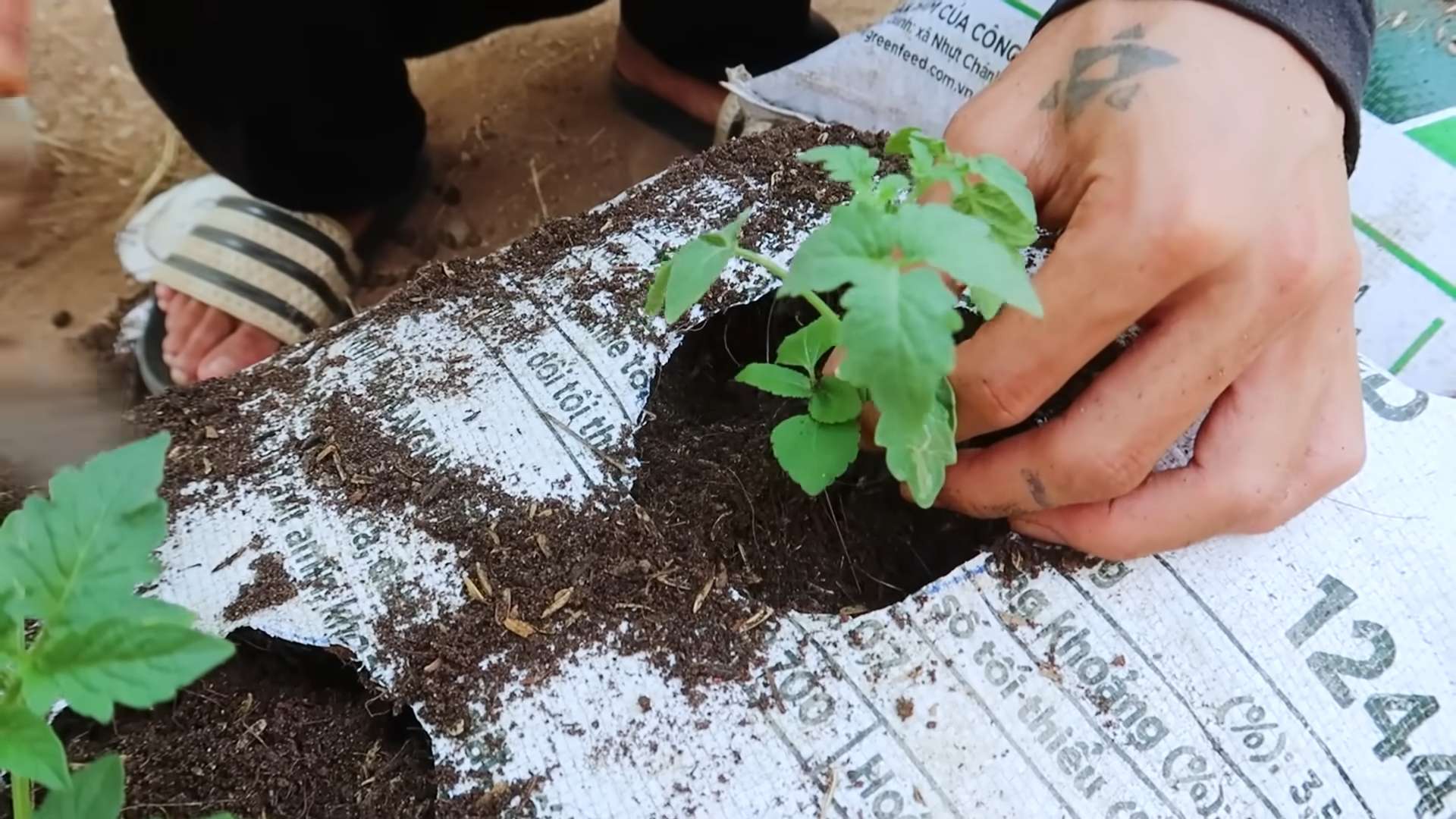 Tomatenanbau im Sack