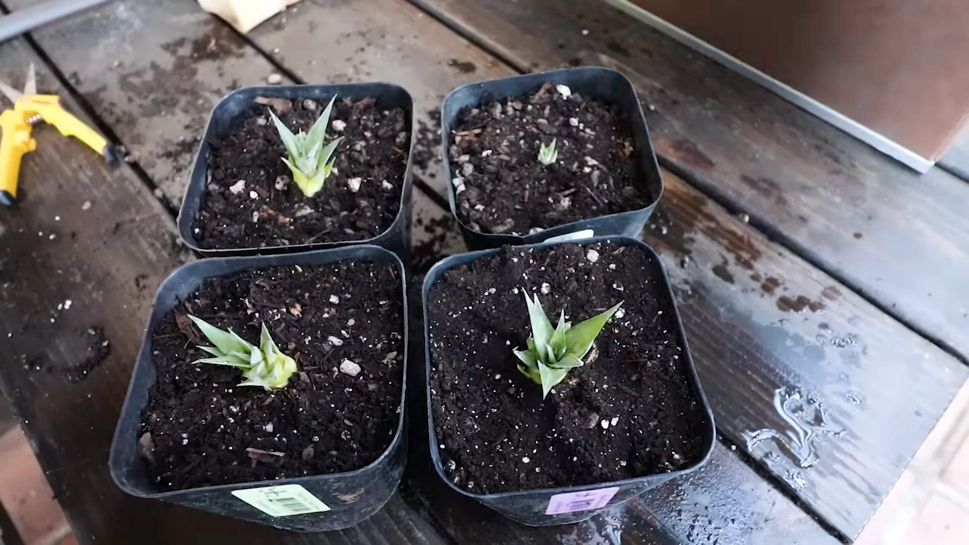 Ananas Anbau im Garten