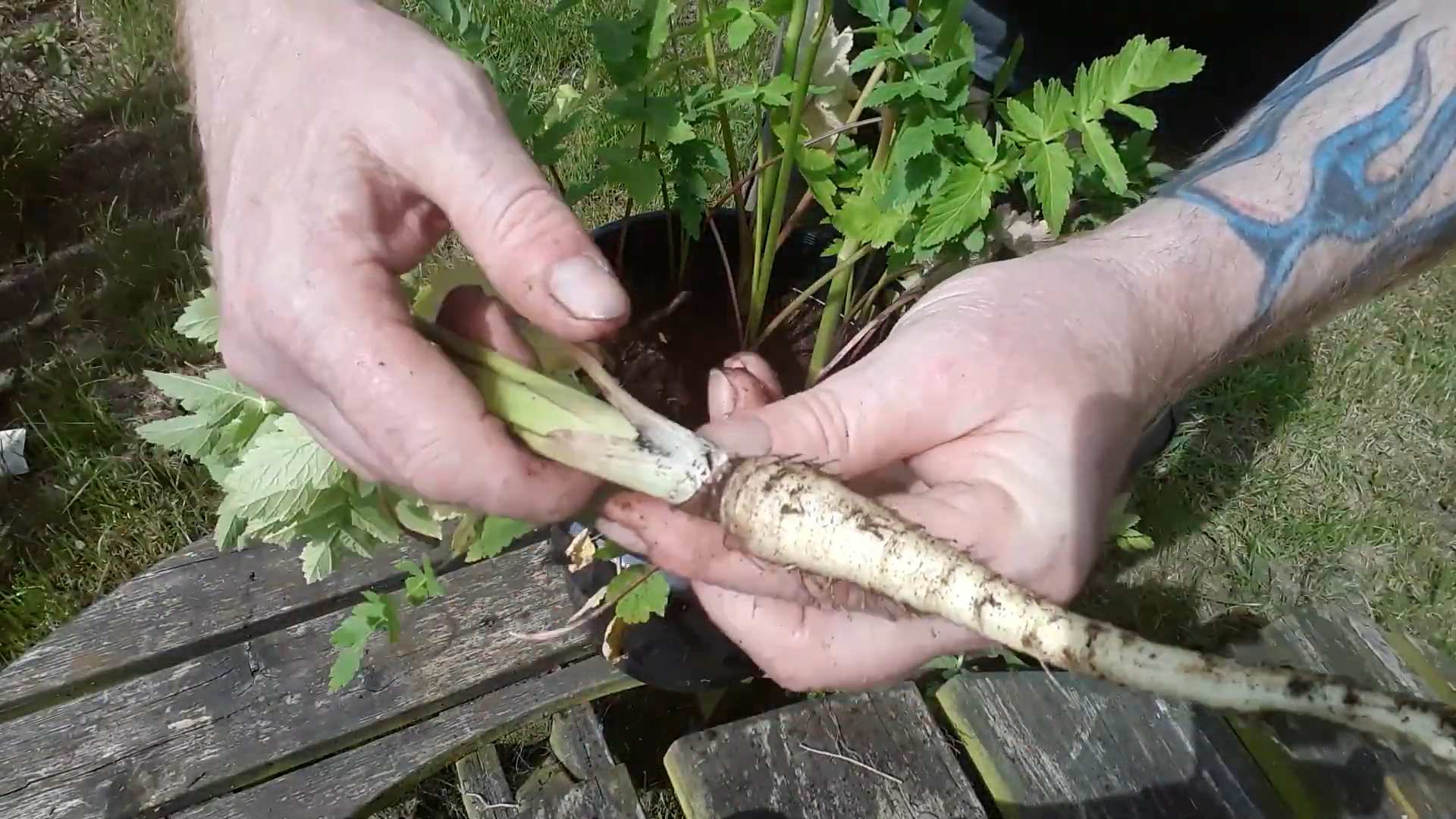 Pastinaken Anbau aus Samen