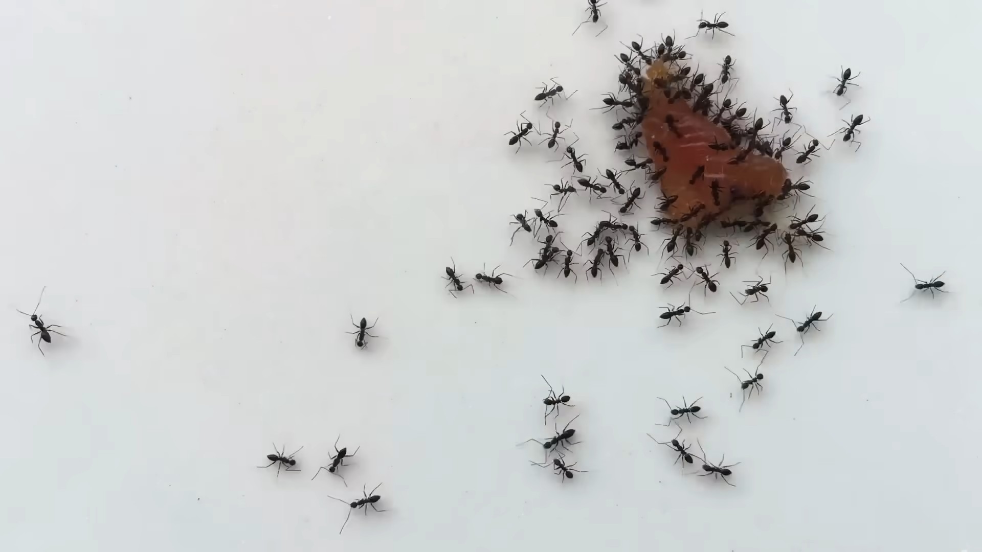 Backpulver Schädlingsbekämpfung