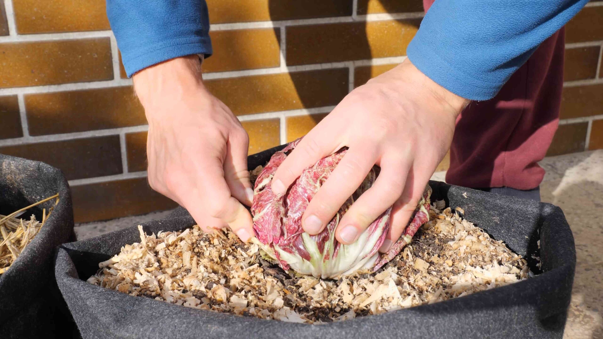 Radicchio Anbau und Ernte