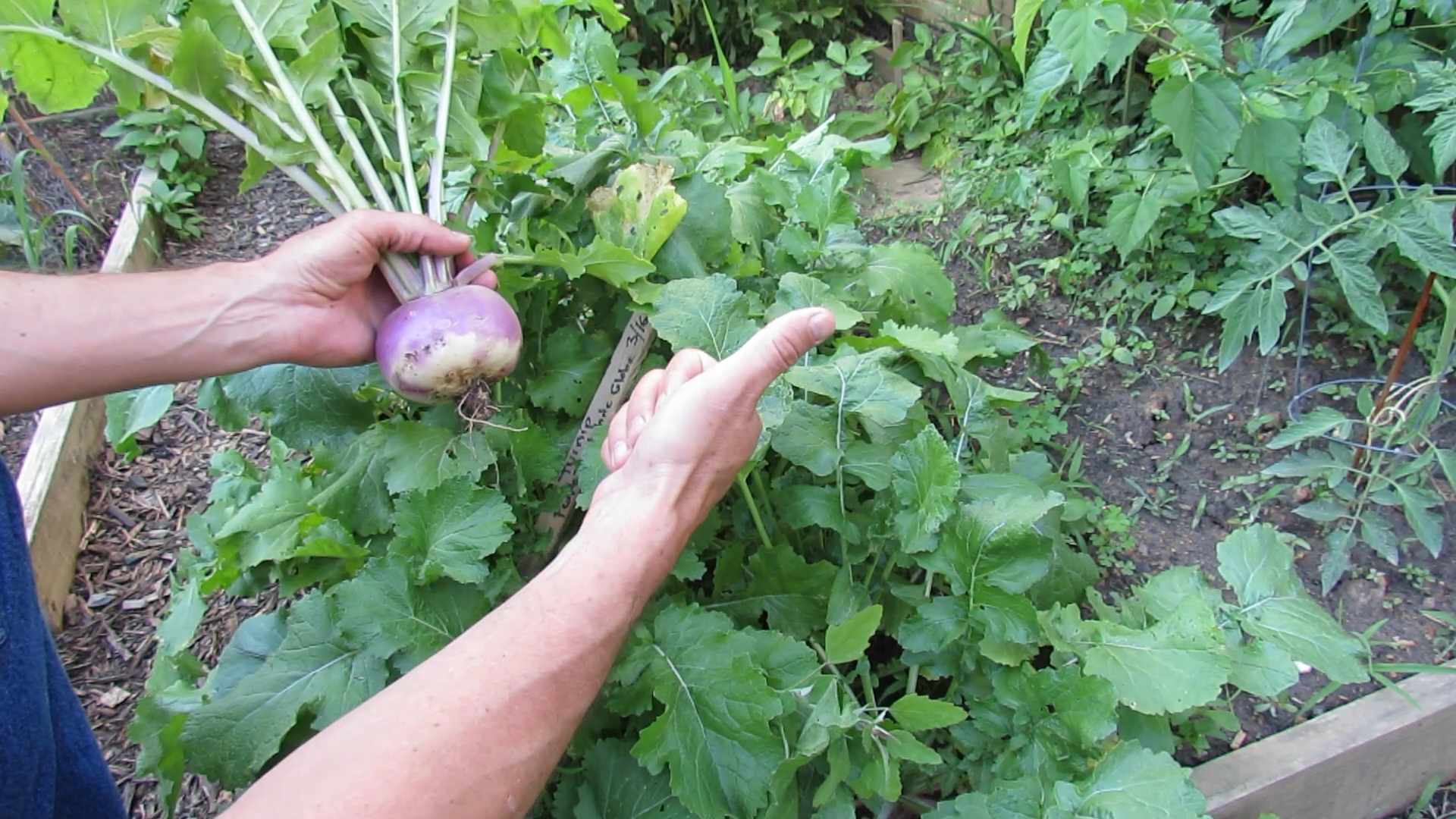 Rüben Anbau Anleitung