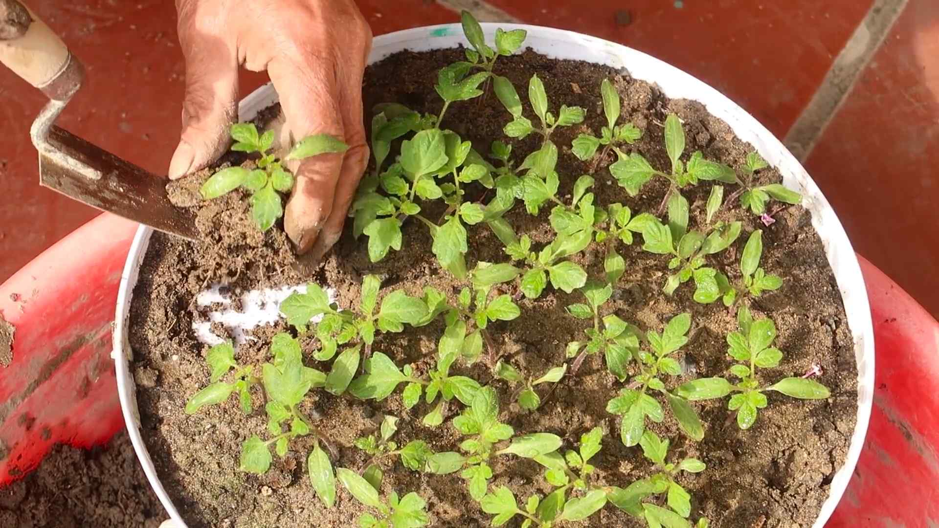 Tomaten selber ziehen