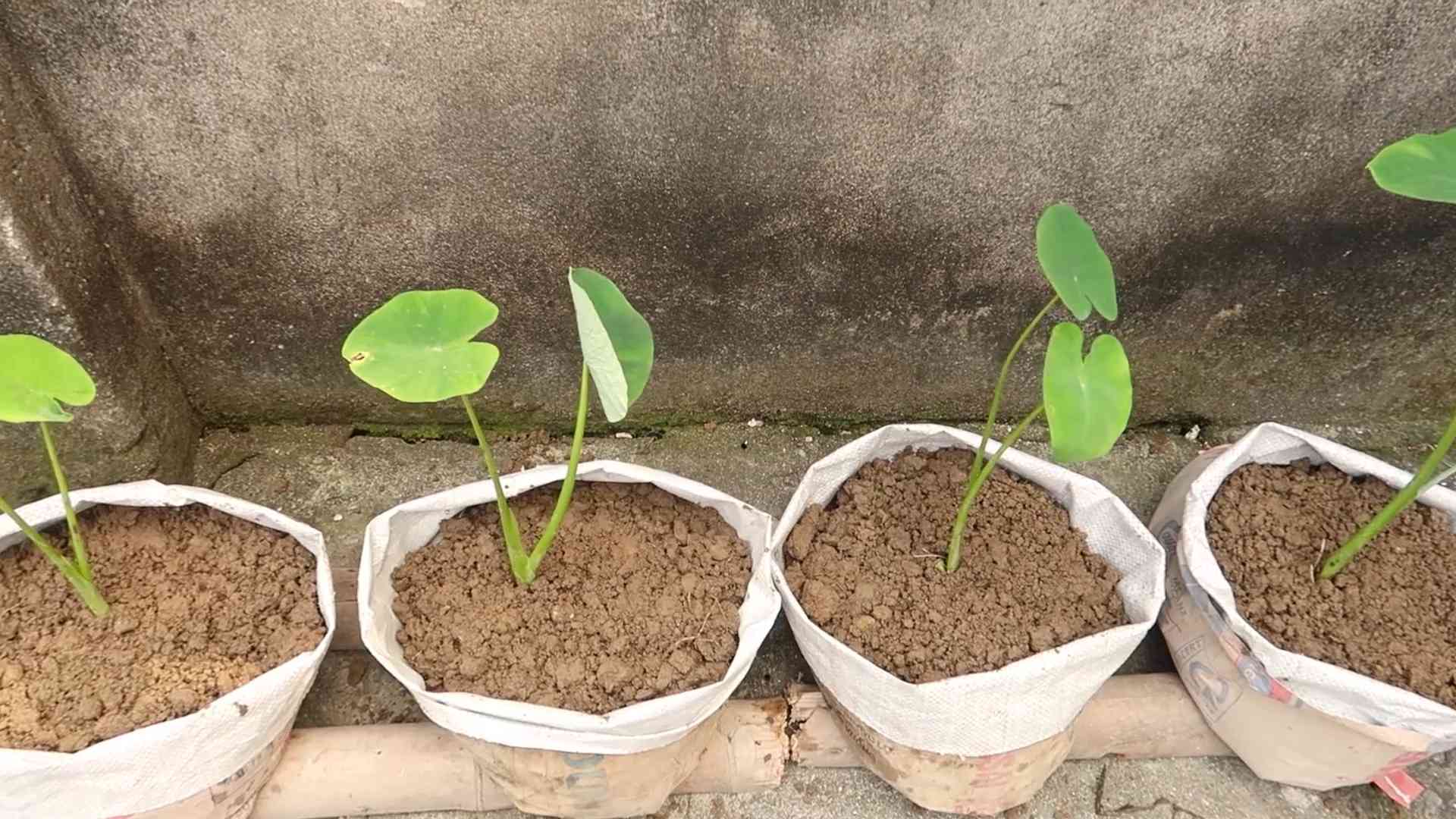 Riesenalocasia Odora selber ziehen