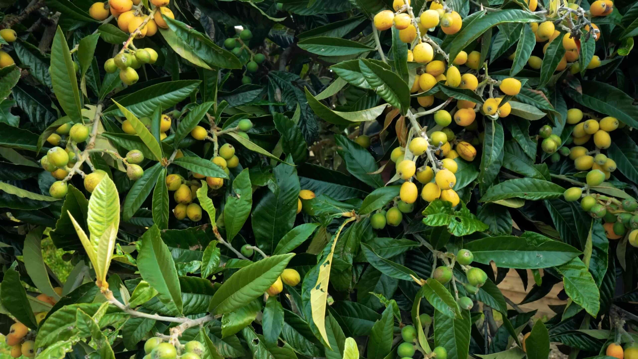 Loquat Anbau im eigenen Garten