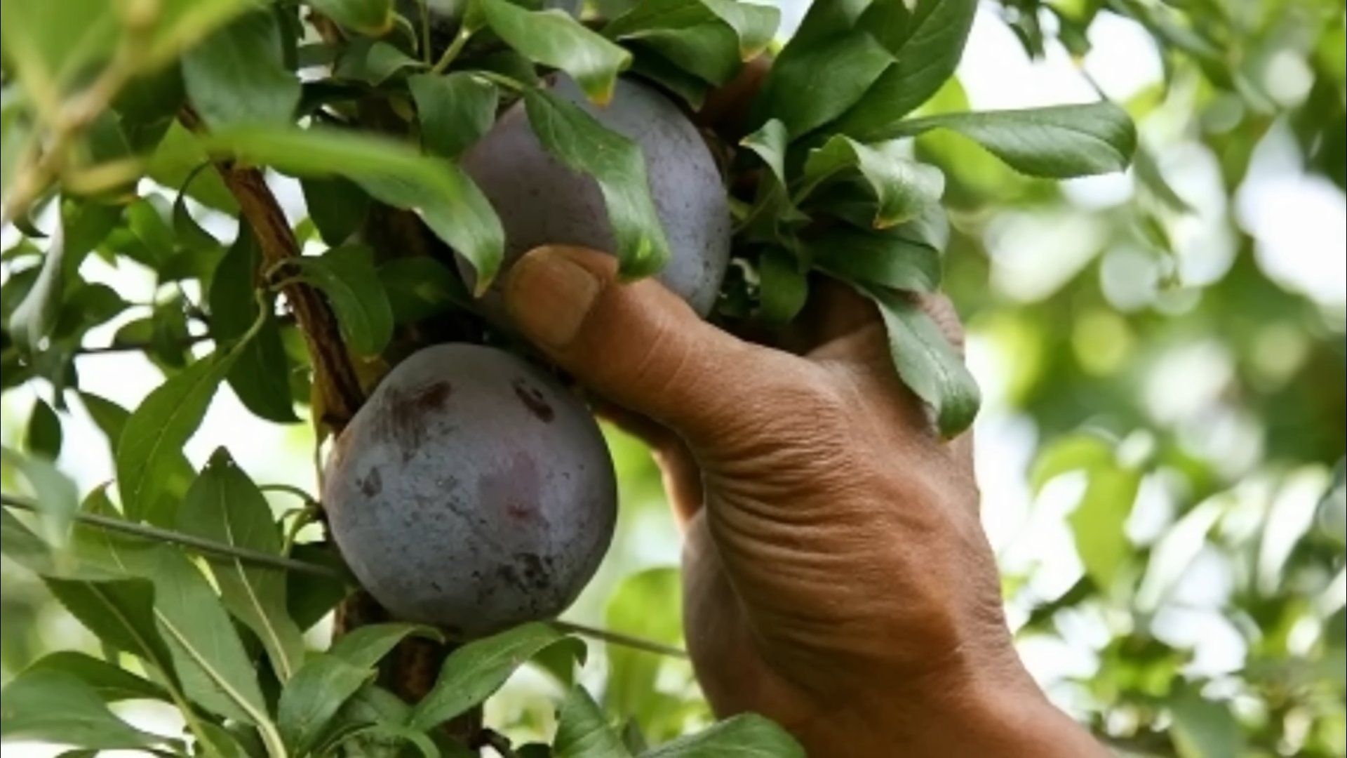 Pflaumenbaum pflanzen und ziehen