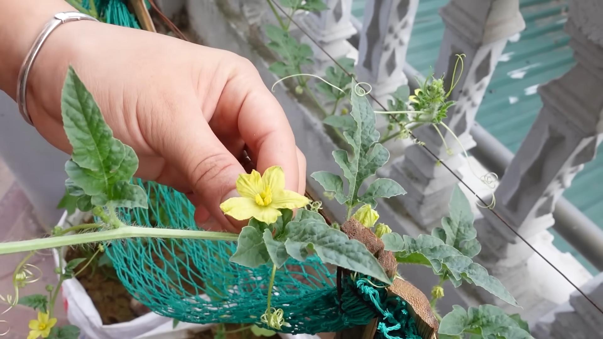 Wassermelone selber anbauen