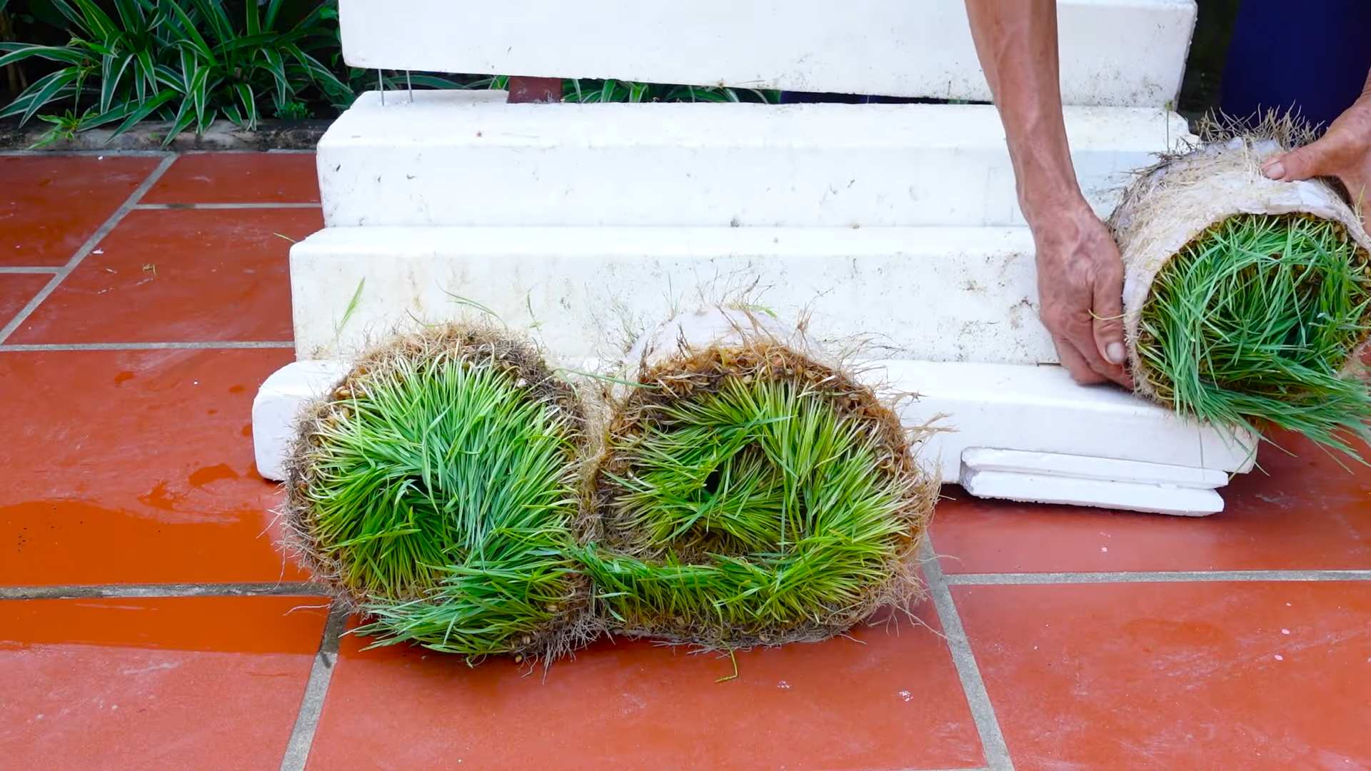 Weizengras zu Hause anbauen