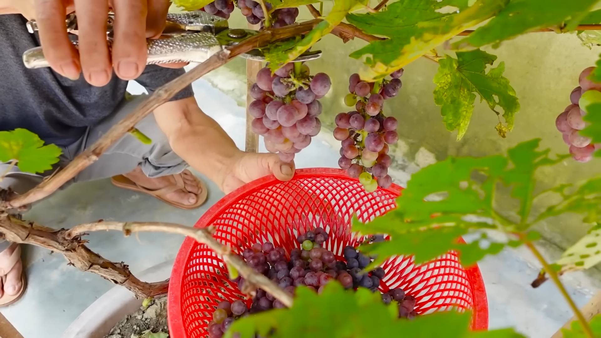 Weinreben anbauen leicht gemacht