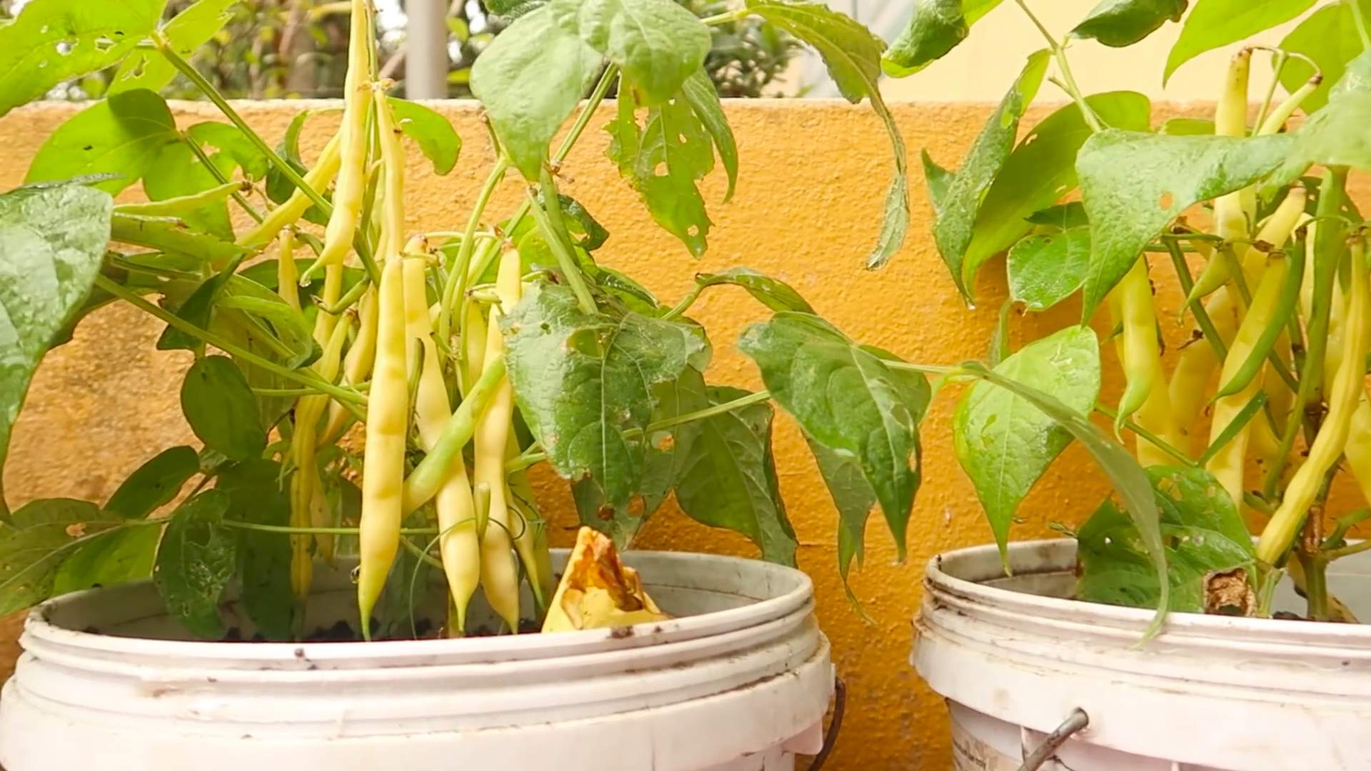 Gartenhack Gelbe Bohnen Plastikbehälter