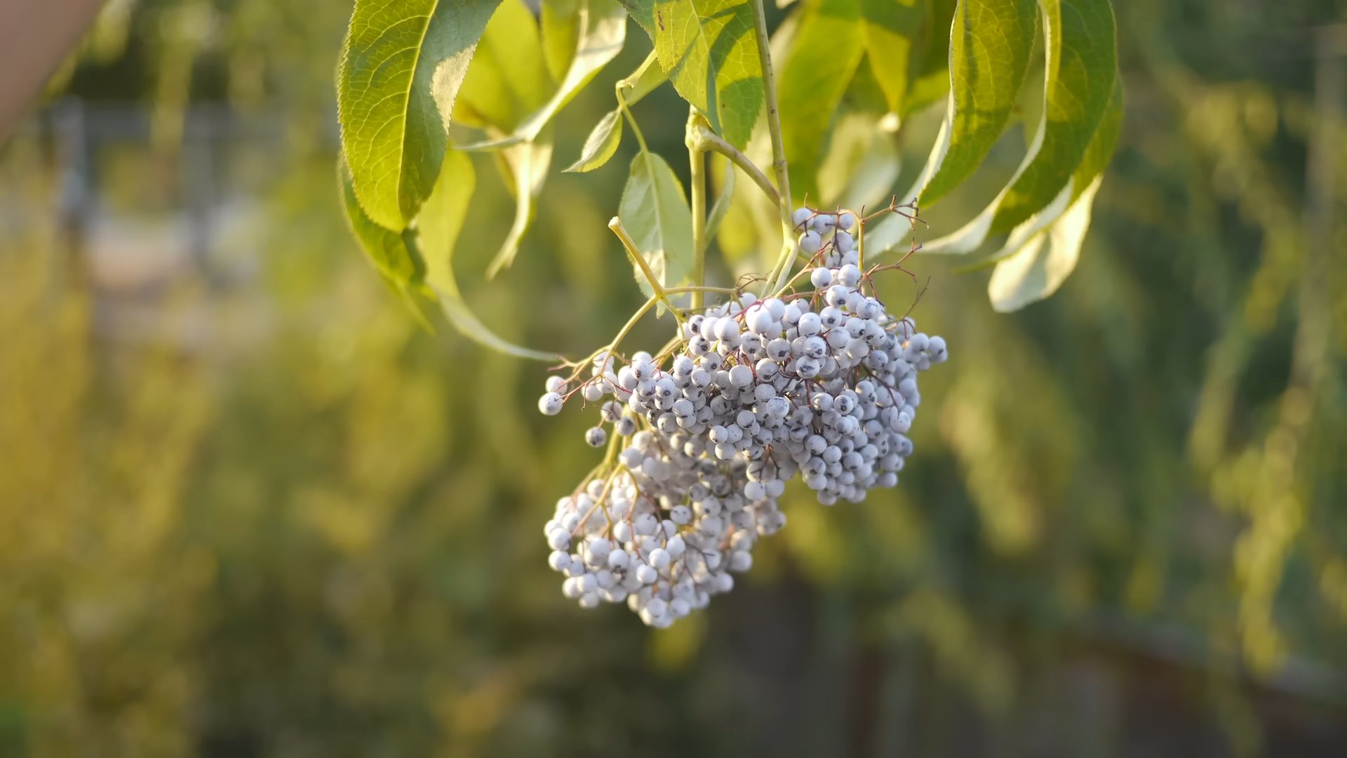 Holunderbeeren Anbau Tipps