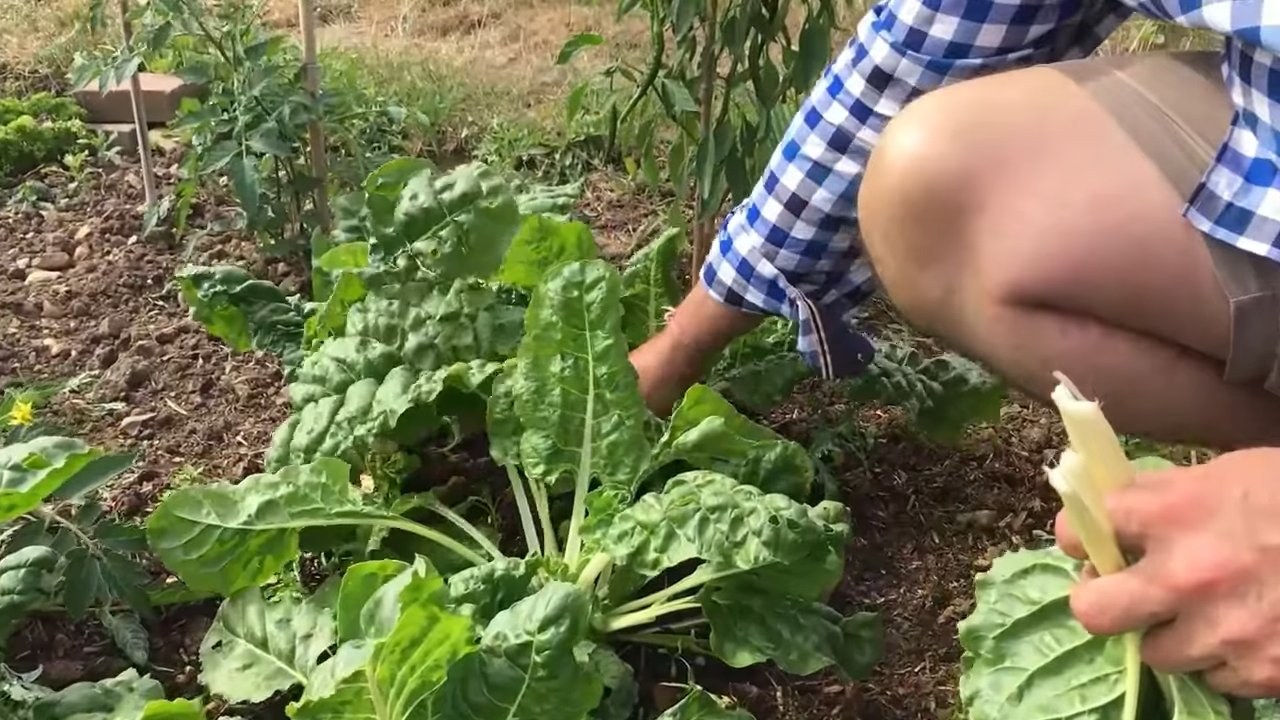 Gartenkohl Anbau leicht gemacht