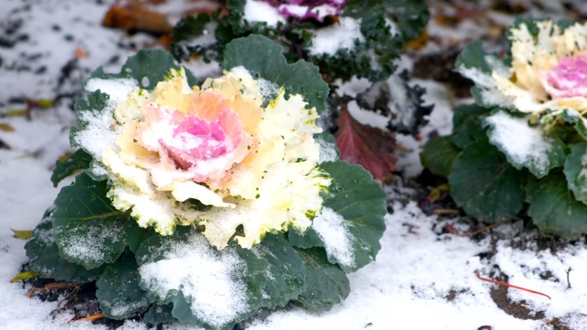 Winterharte Blühende Pflanzen
