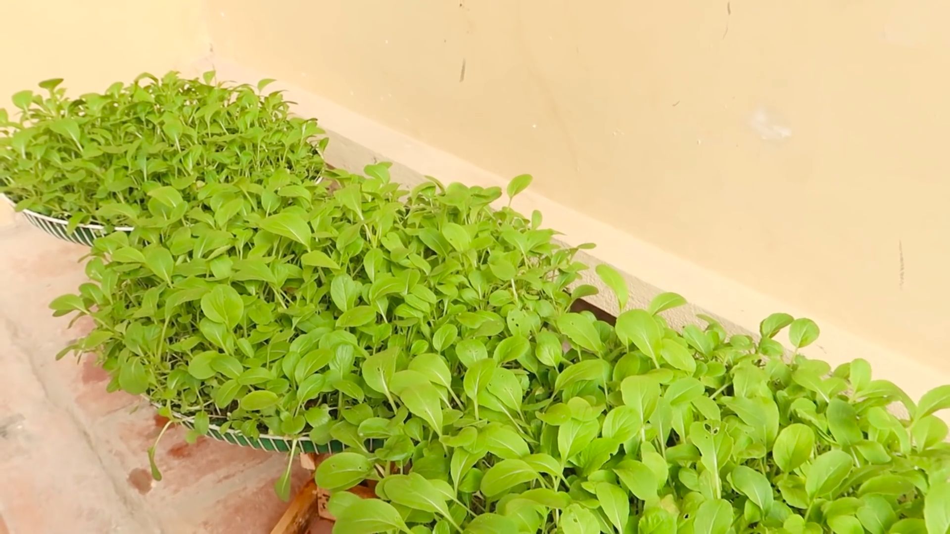 Bok Choy Anbau im Ventilator