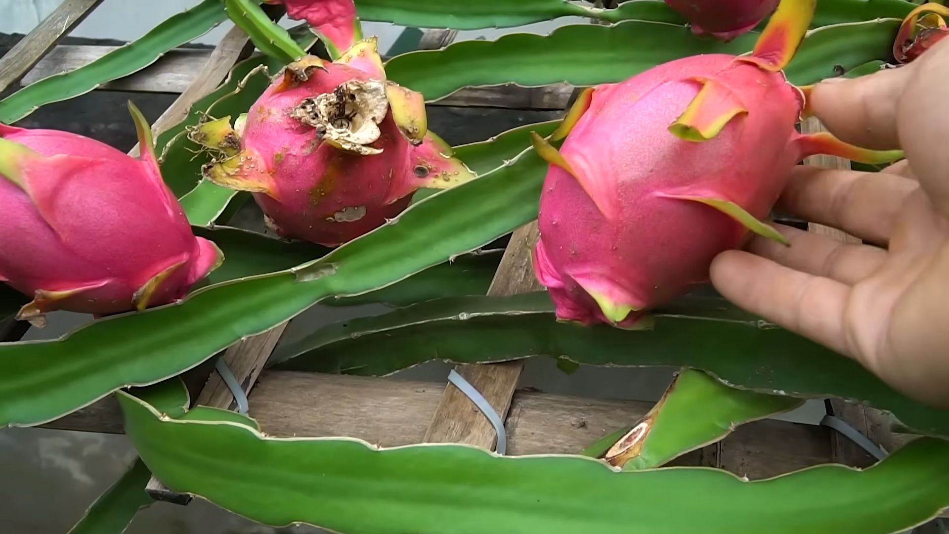 Drachenfrucht Anbau Zuhause