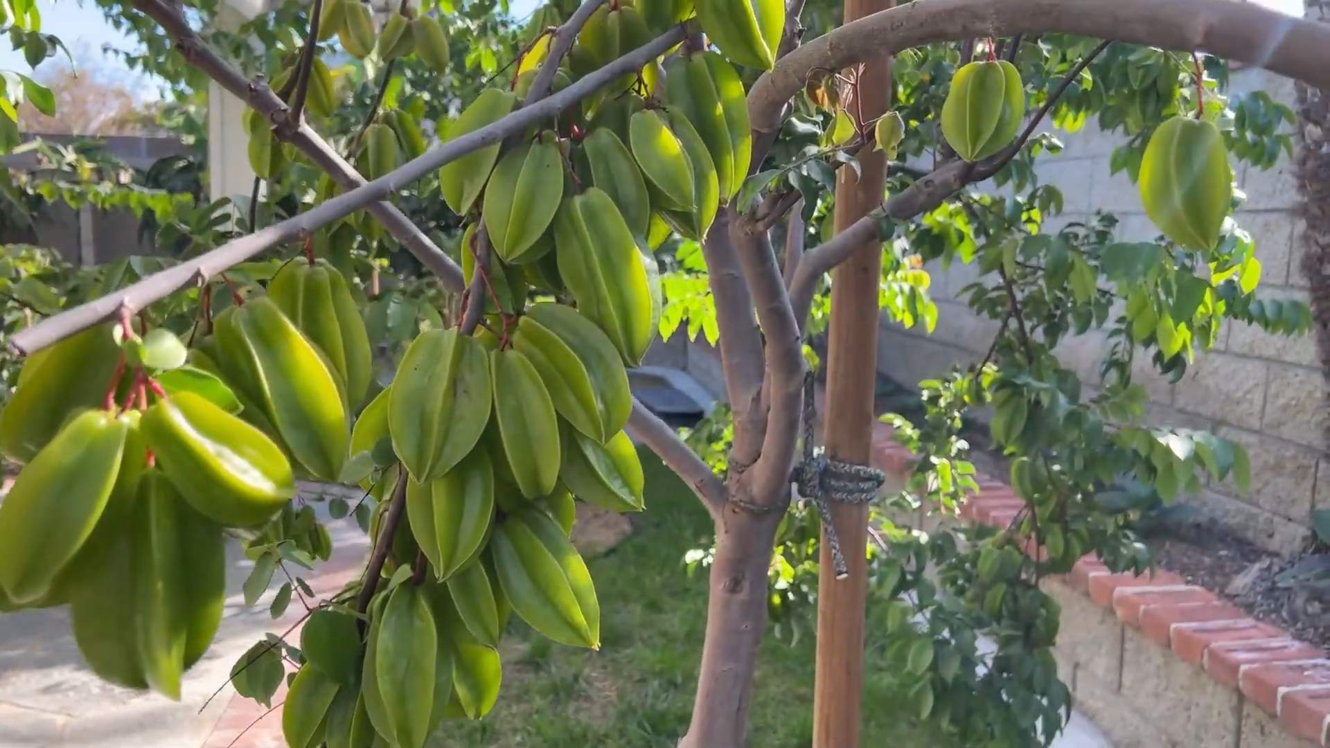 Sternfrucht Anbau Zuhause
