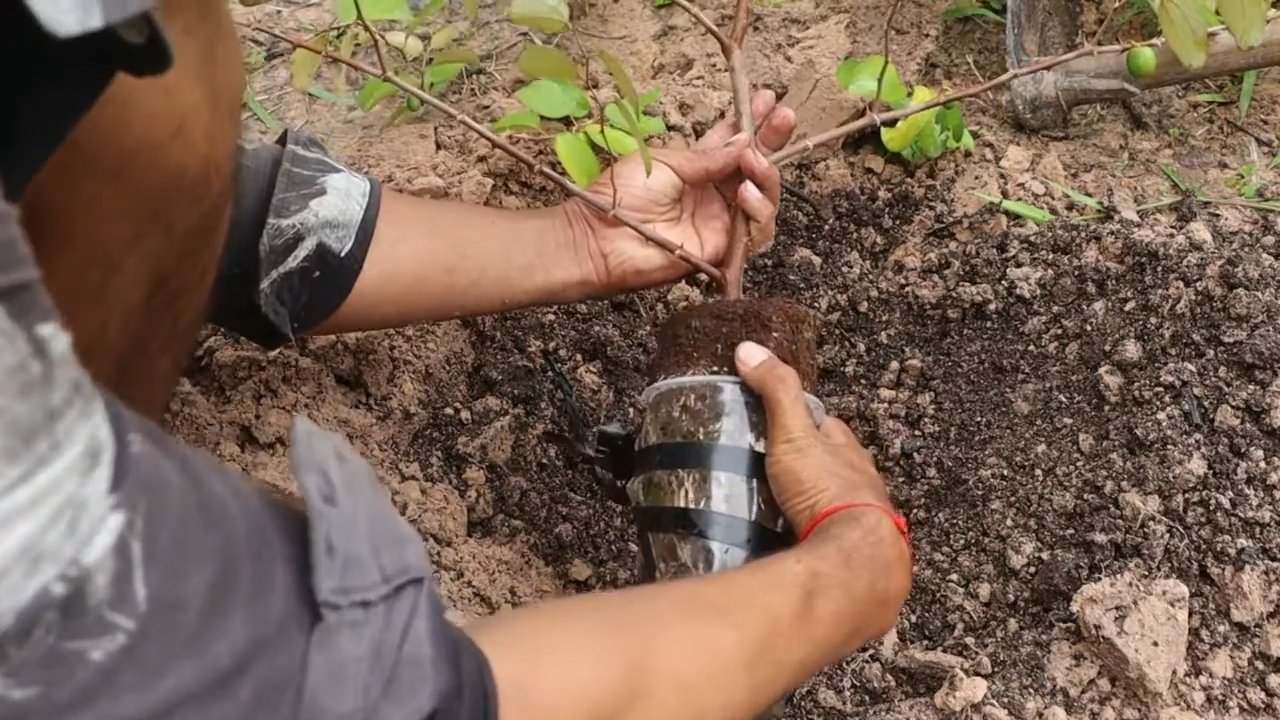 Jujube Baum Pflanzen