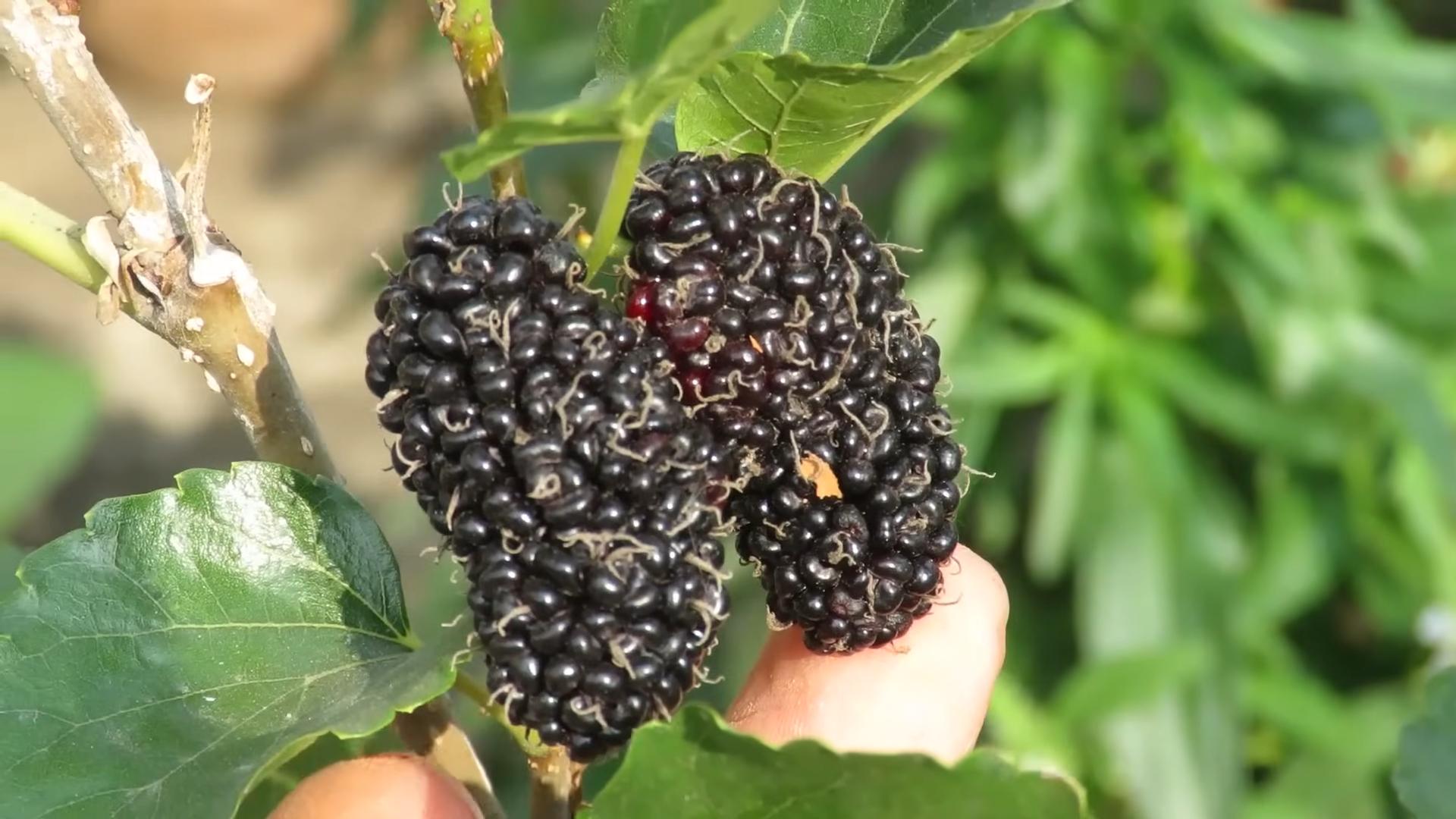 Maulbeeren anbauen Garten