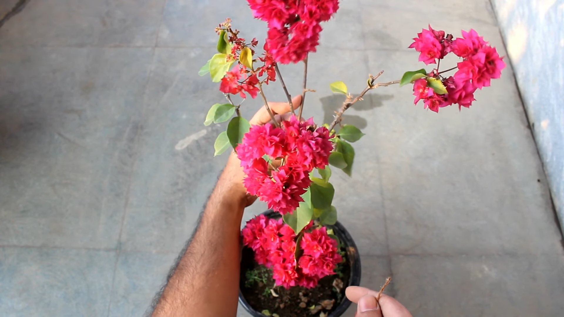 Zimmer Bougainvillea richtig pflegen