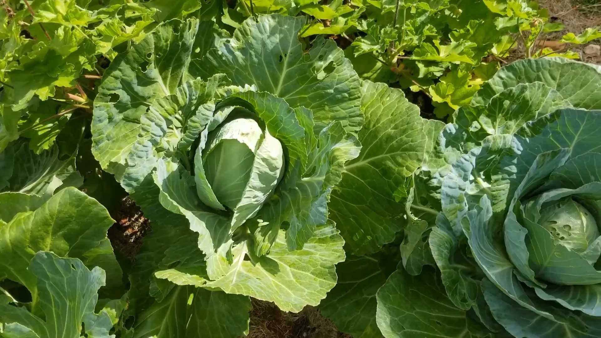 Kohl Anbauen im Garten