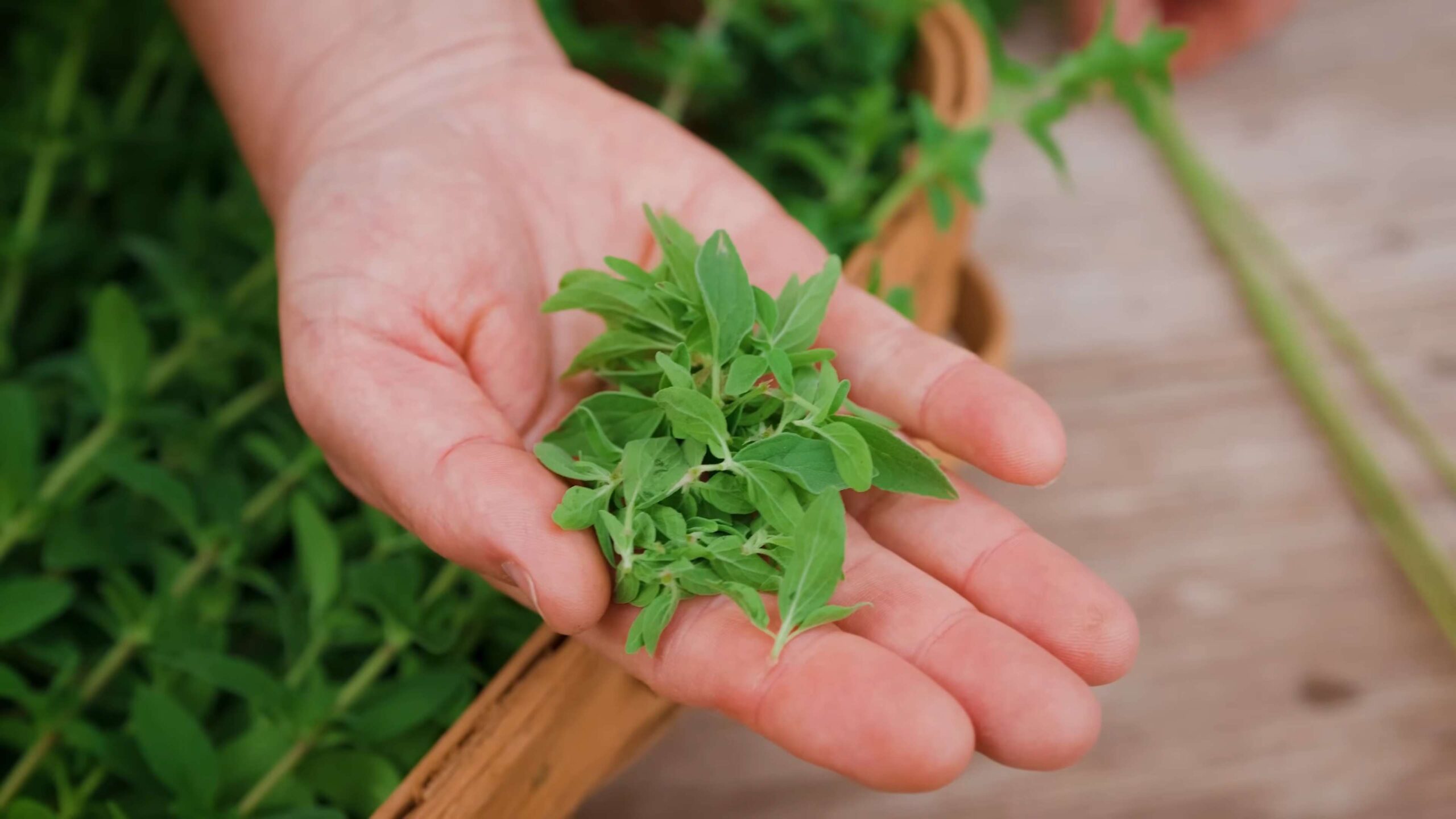 Oregano Anbauen Tipps Garten