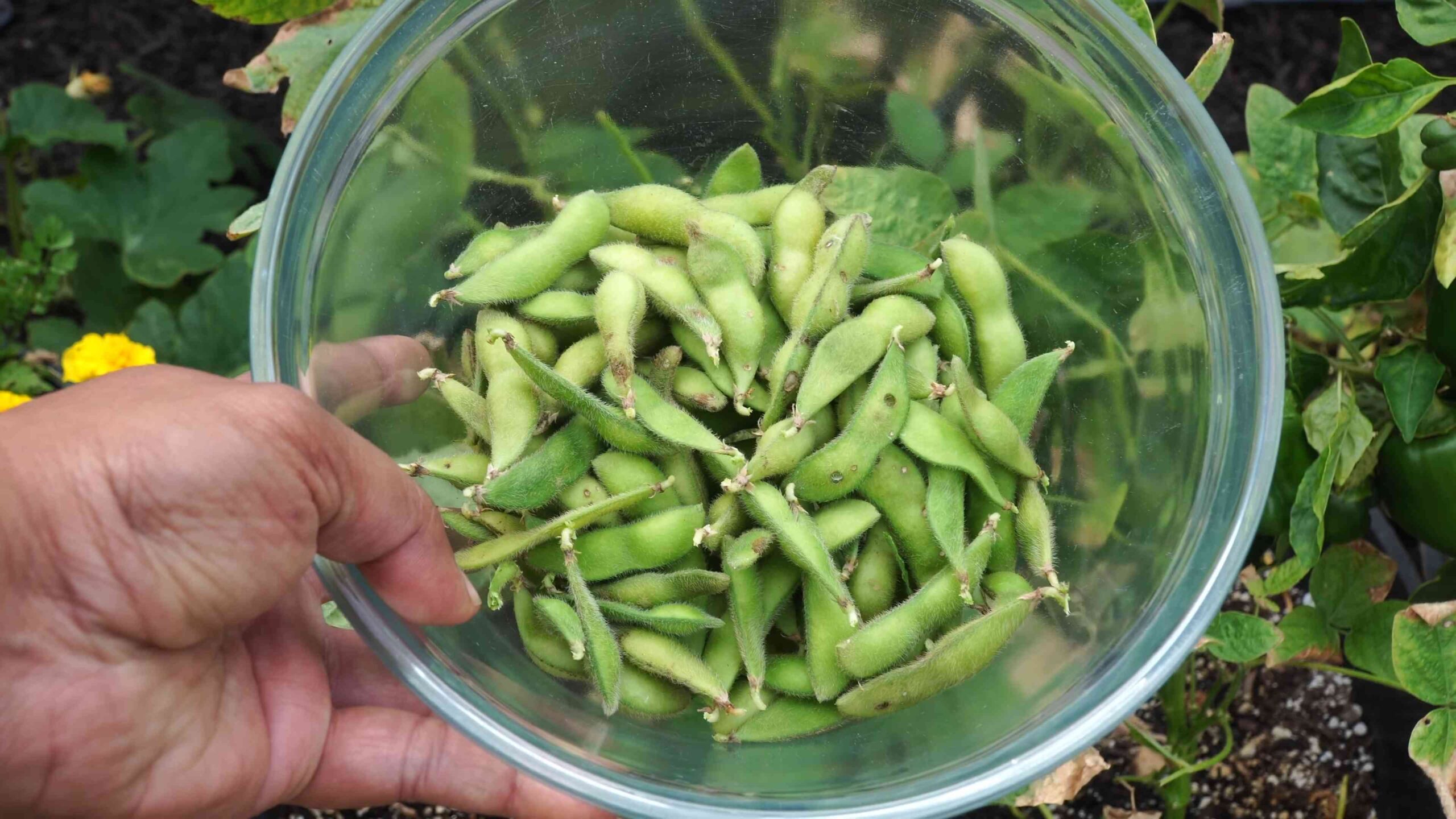 Edamame Anbau im eigenen Garten