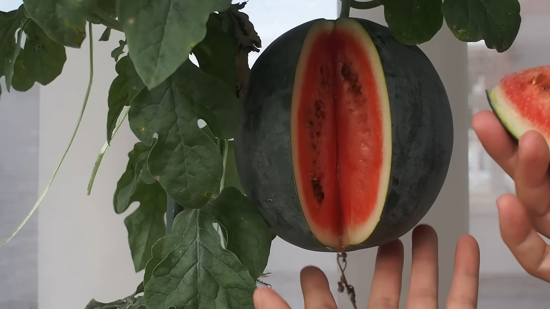 Wassermelone zu Hause anbauen