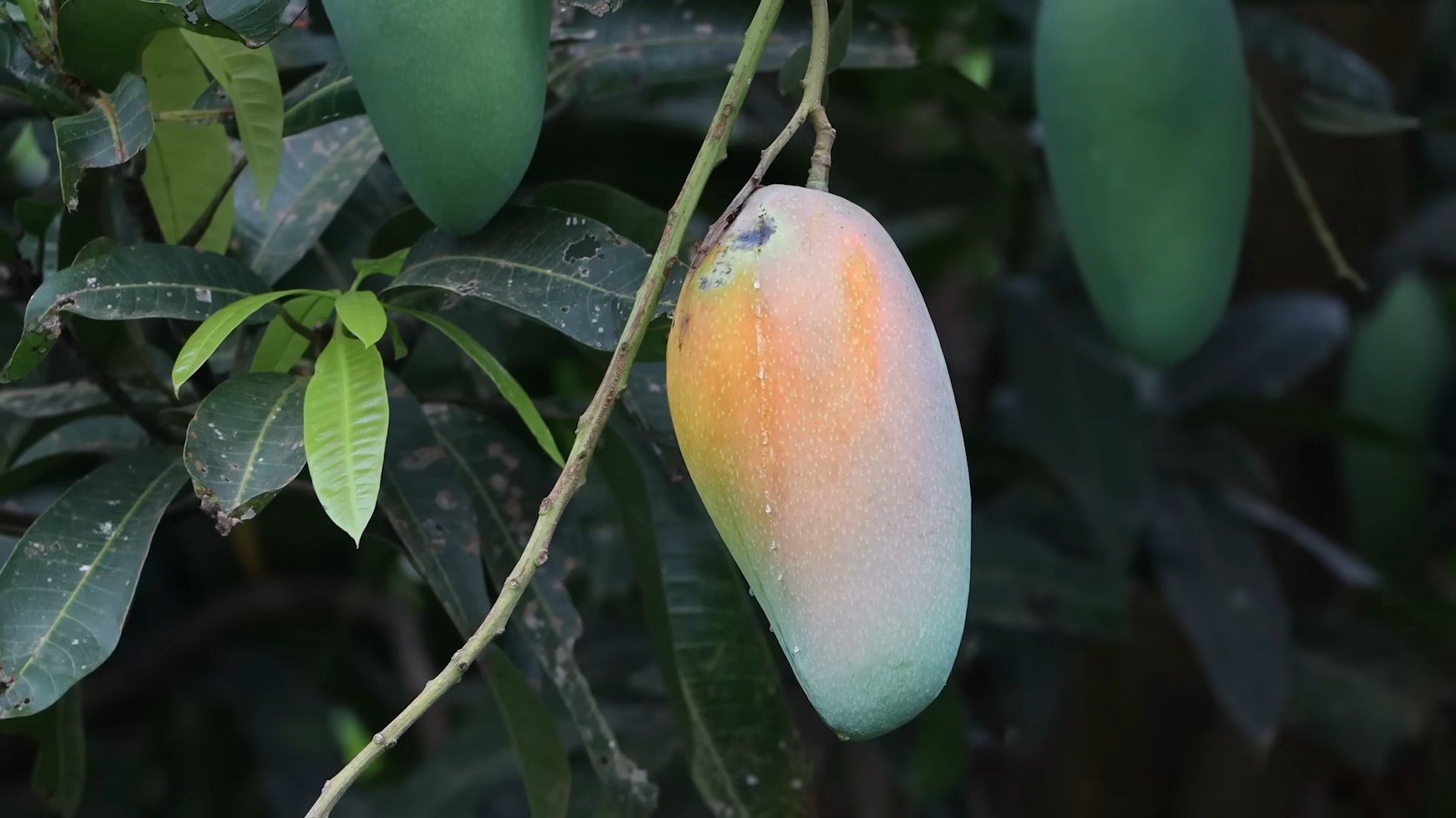 Mango Bäume zu Hause ziehen