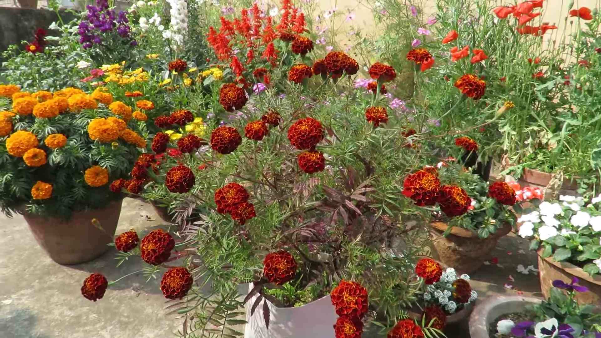 Ringelblumen anbauen für Anfänger
