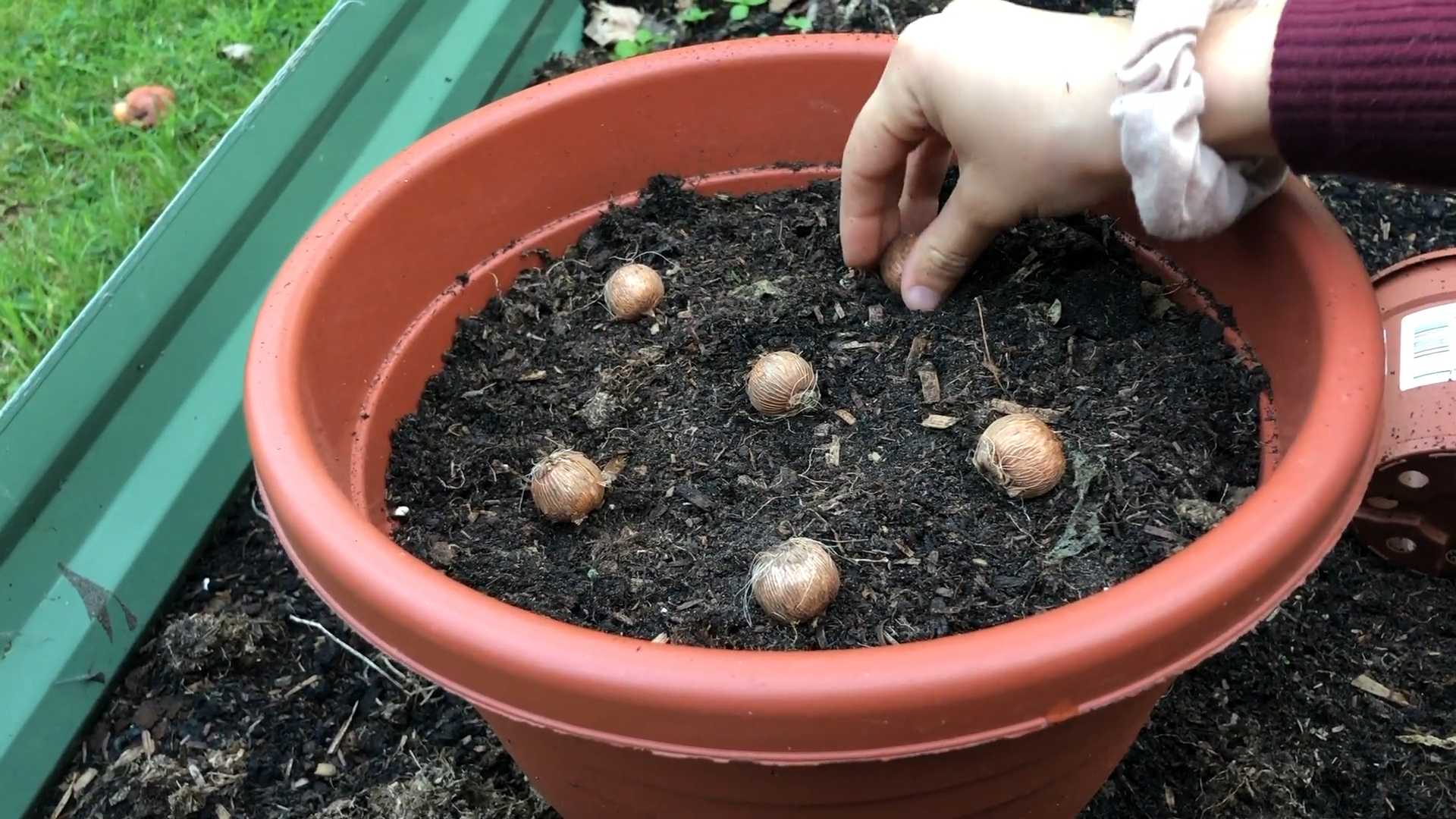 Narzissen pflanzen Anleitung Frühling