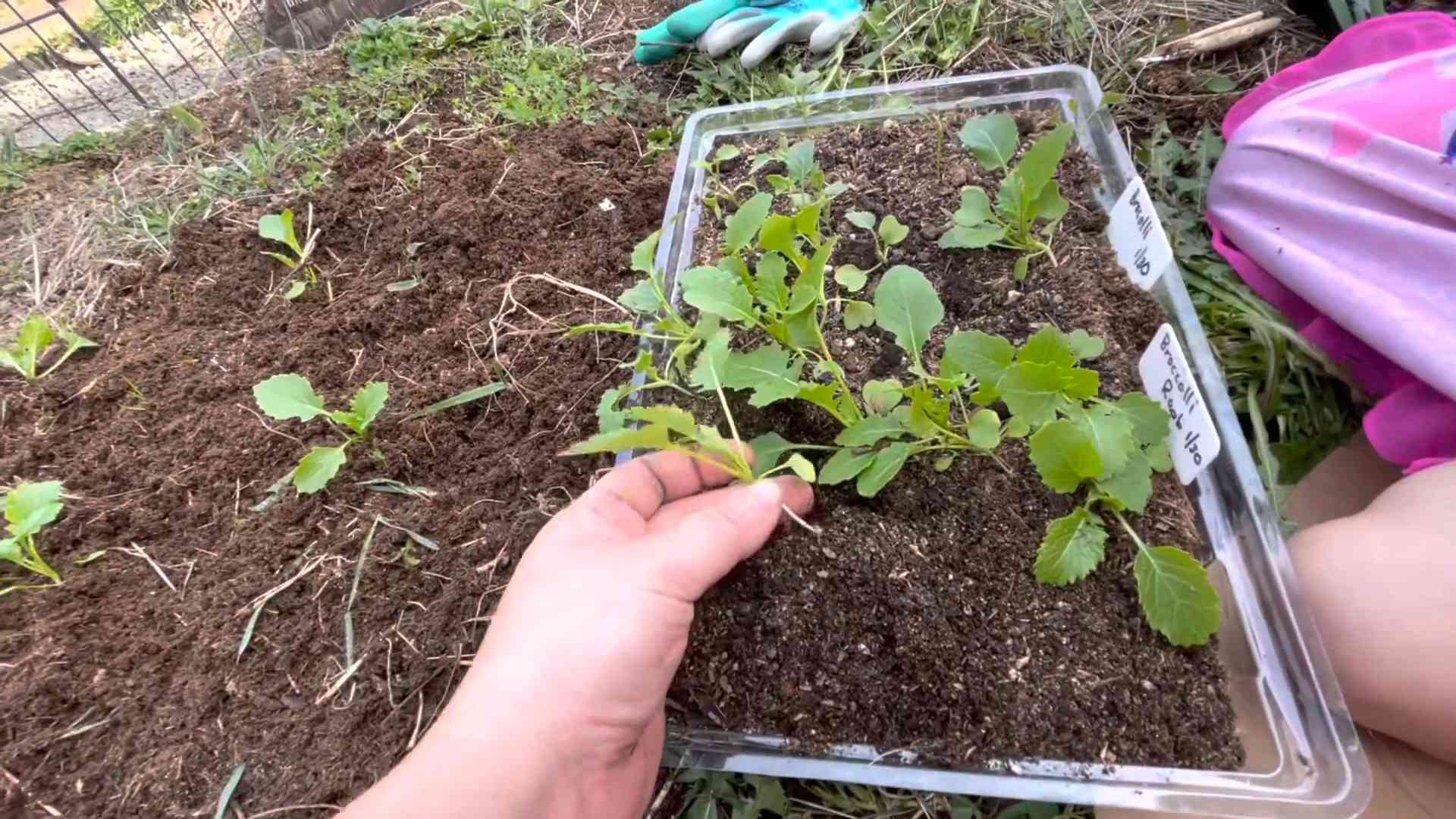 Broccoli Rabe Anbauen