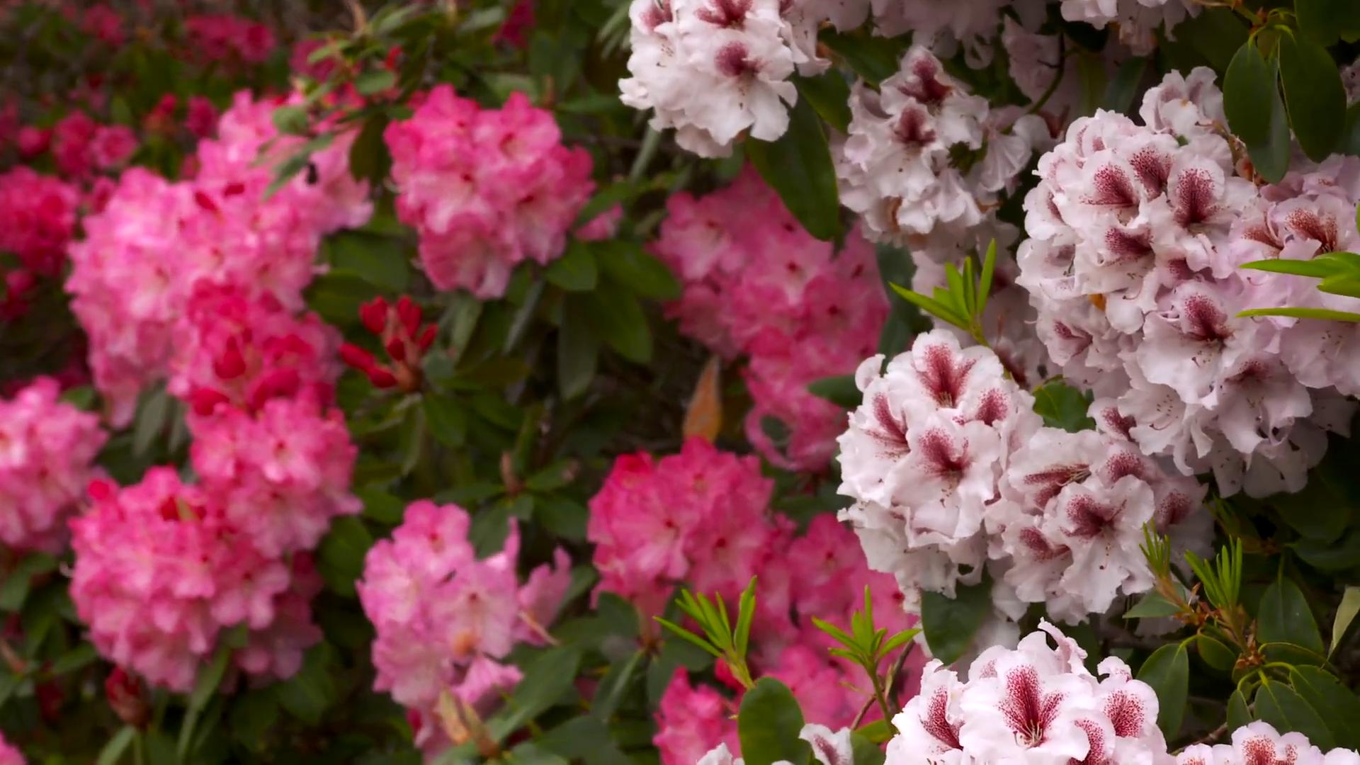 Rhododendron Pflege Anleitung